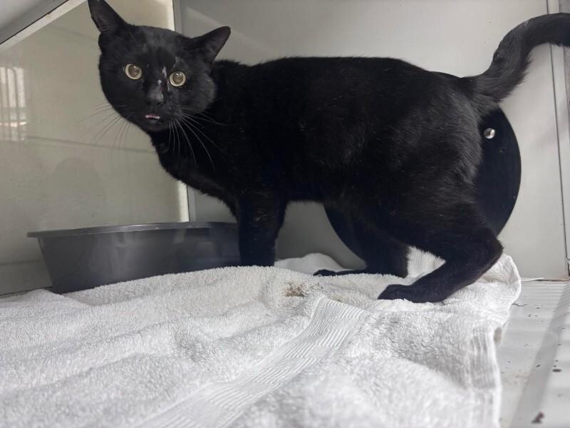 Unknown, Adoptable, Adult Male Domestic Short Hair.