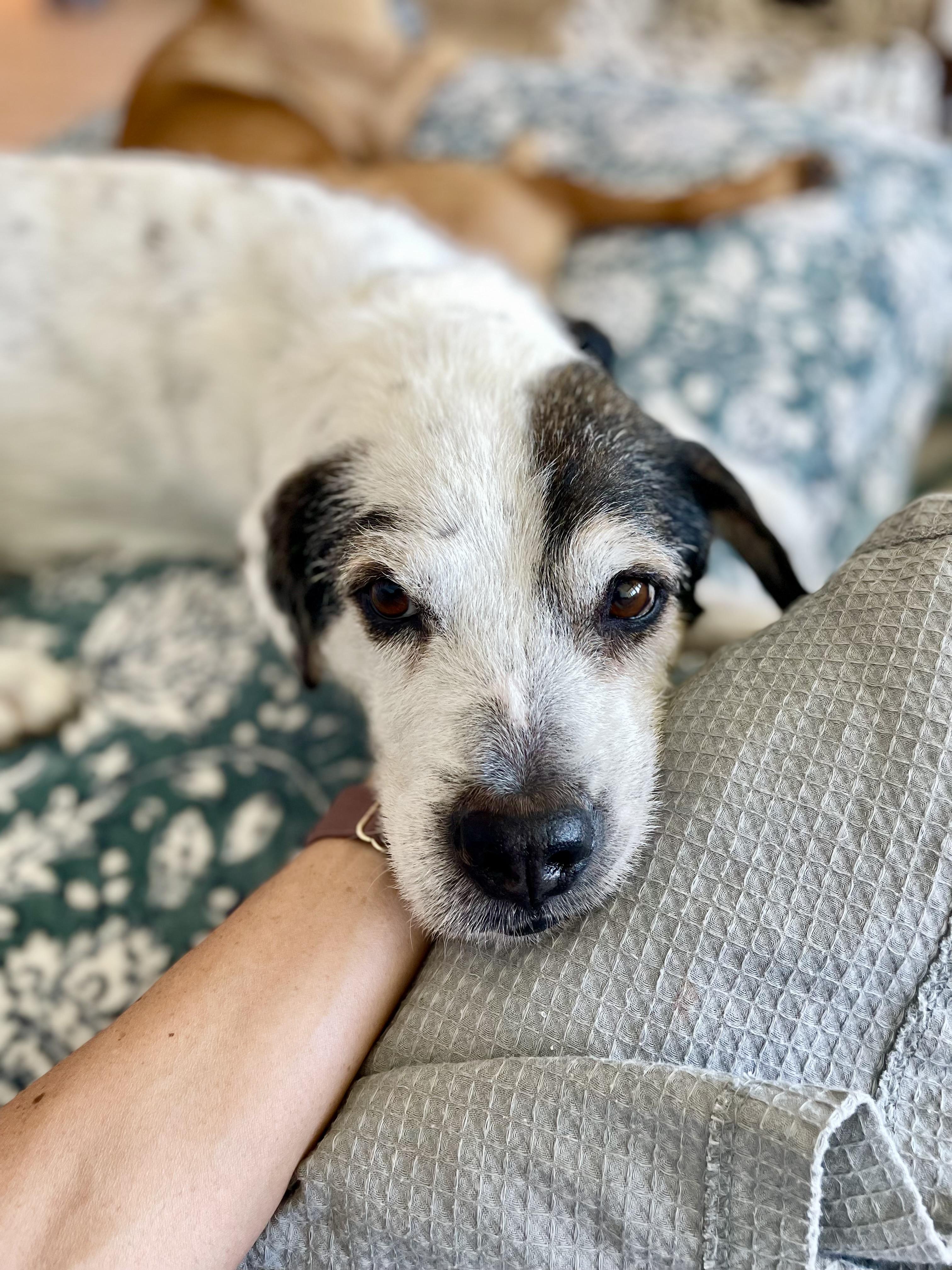 Enlarge Milo - Scruffy, Knows Tricks, Fully Vetted, Vaccinated & Neutered, Great House Dog, a Adoptable mixed breed in Brooklyn , NY image 3/6