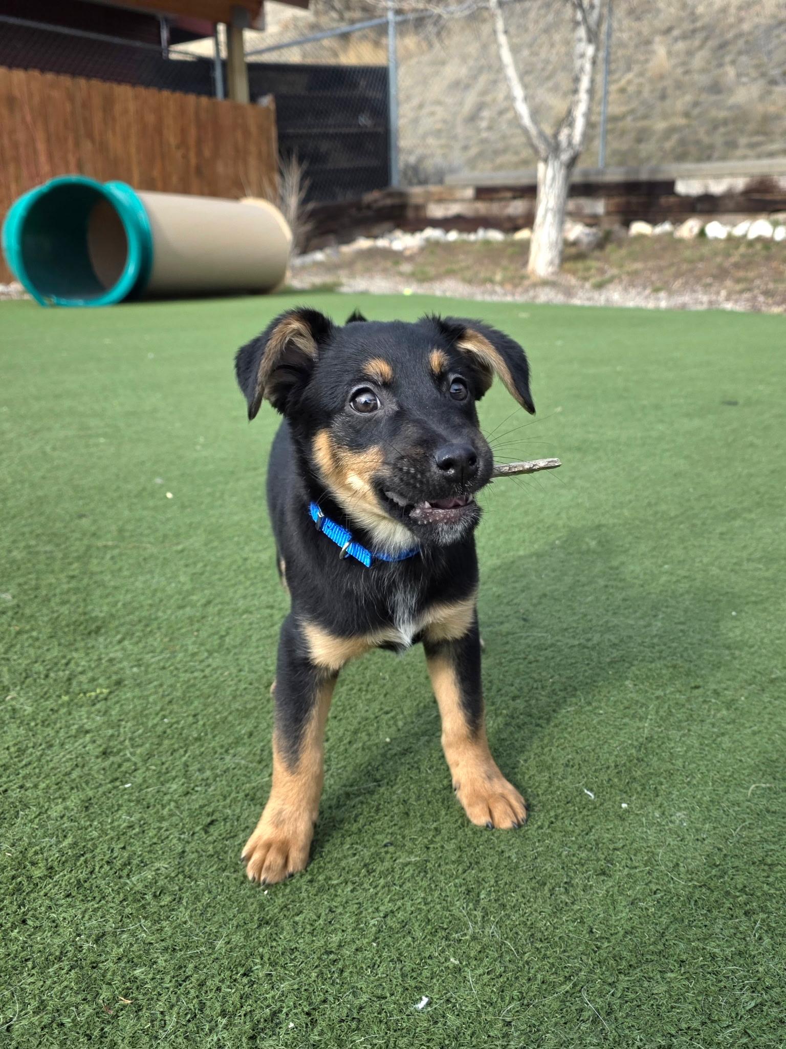 Enlarge Oxbow, a Adoptable mixed breed in Jackson, WY image 1/1