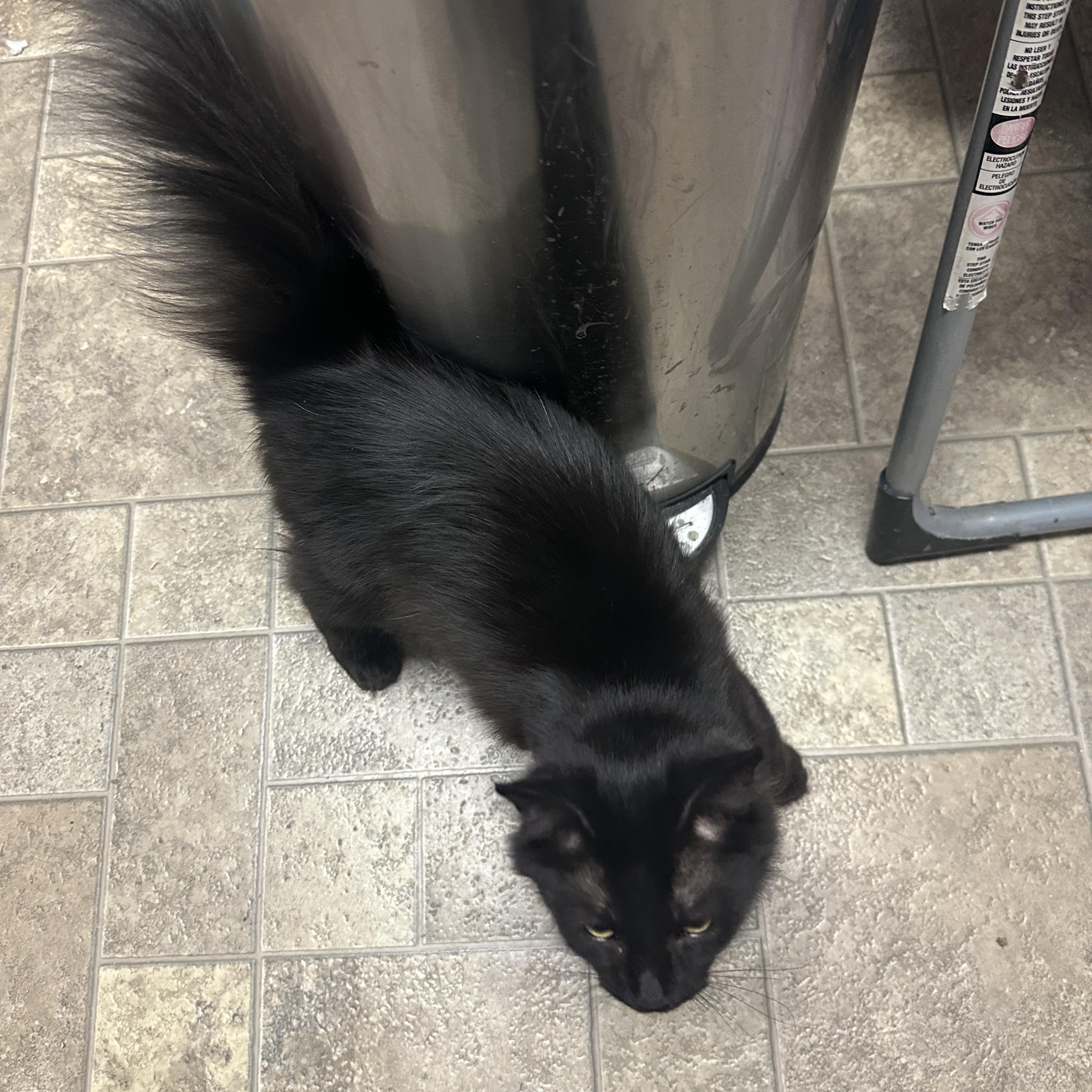 Enlarge Jar (aka Fluffybutt), a Adoptable Domestic Long Hair in Leesburg, VA image 5/6