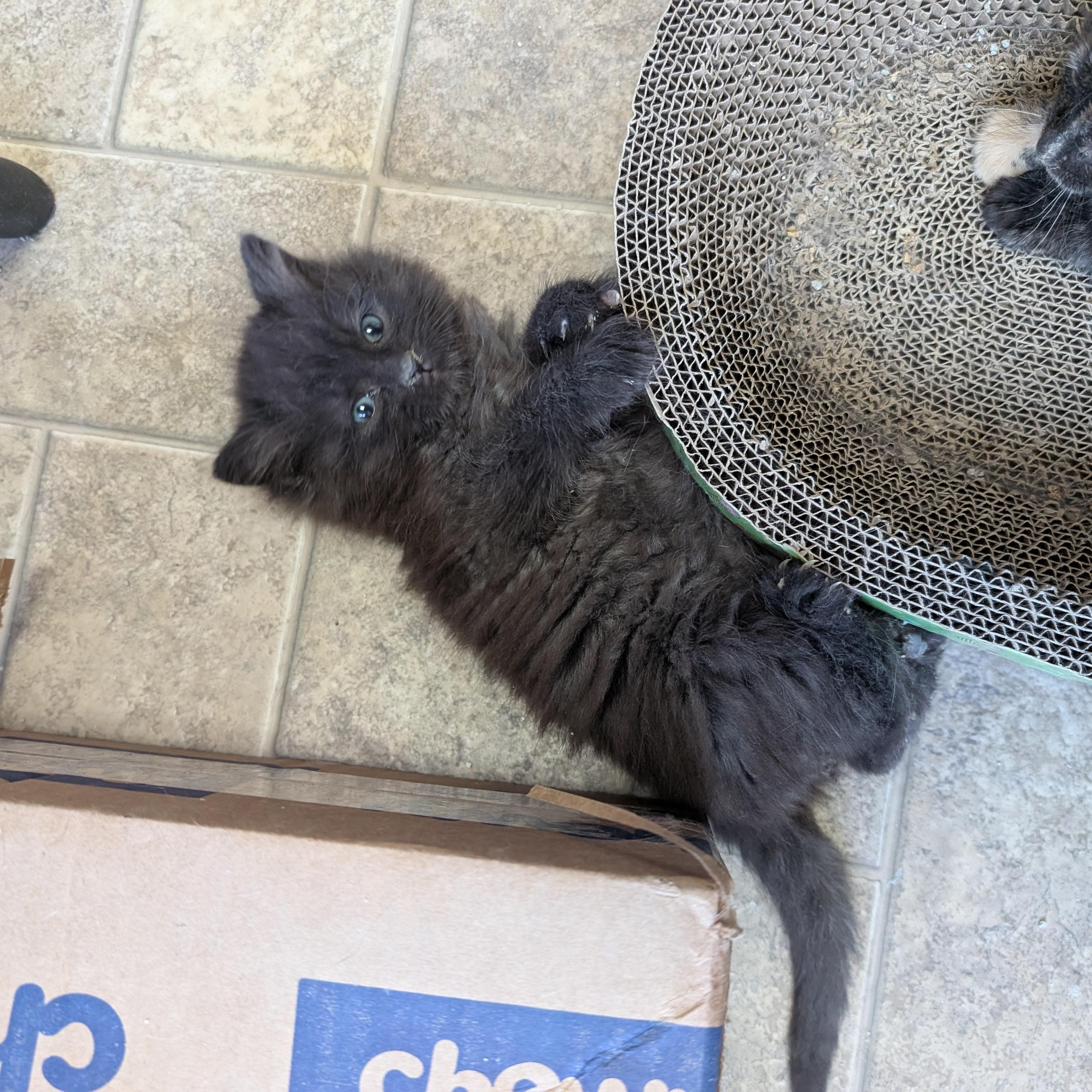 Enlarge Jar (aka Fluffybutt), a Adoptable Domestic Long Hair in Leesburg, VA image 6/6