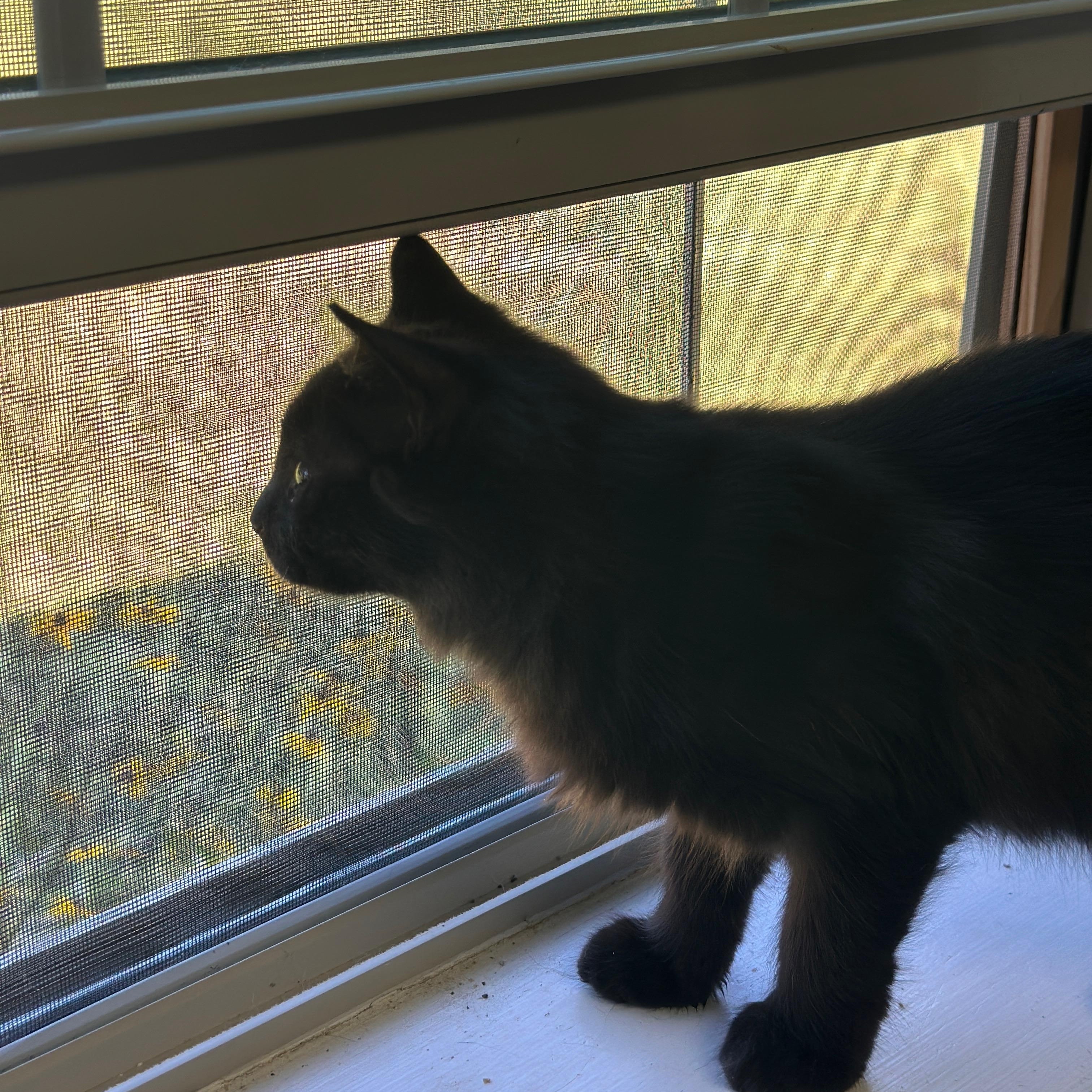 Enlarge Jar (aka Fluffybutt), a Adoptable Domestic Long Hair in Leesburg, VA image 4/6