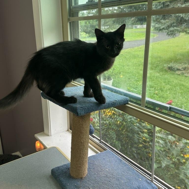 Enlarge Jar (aka Fluffybutt), a Adoptable Domestic Long Hair in Leesburg, VA image 3/6