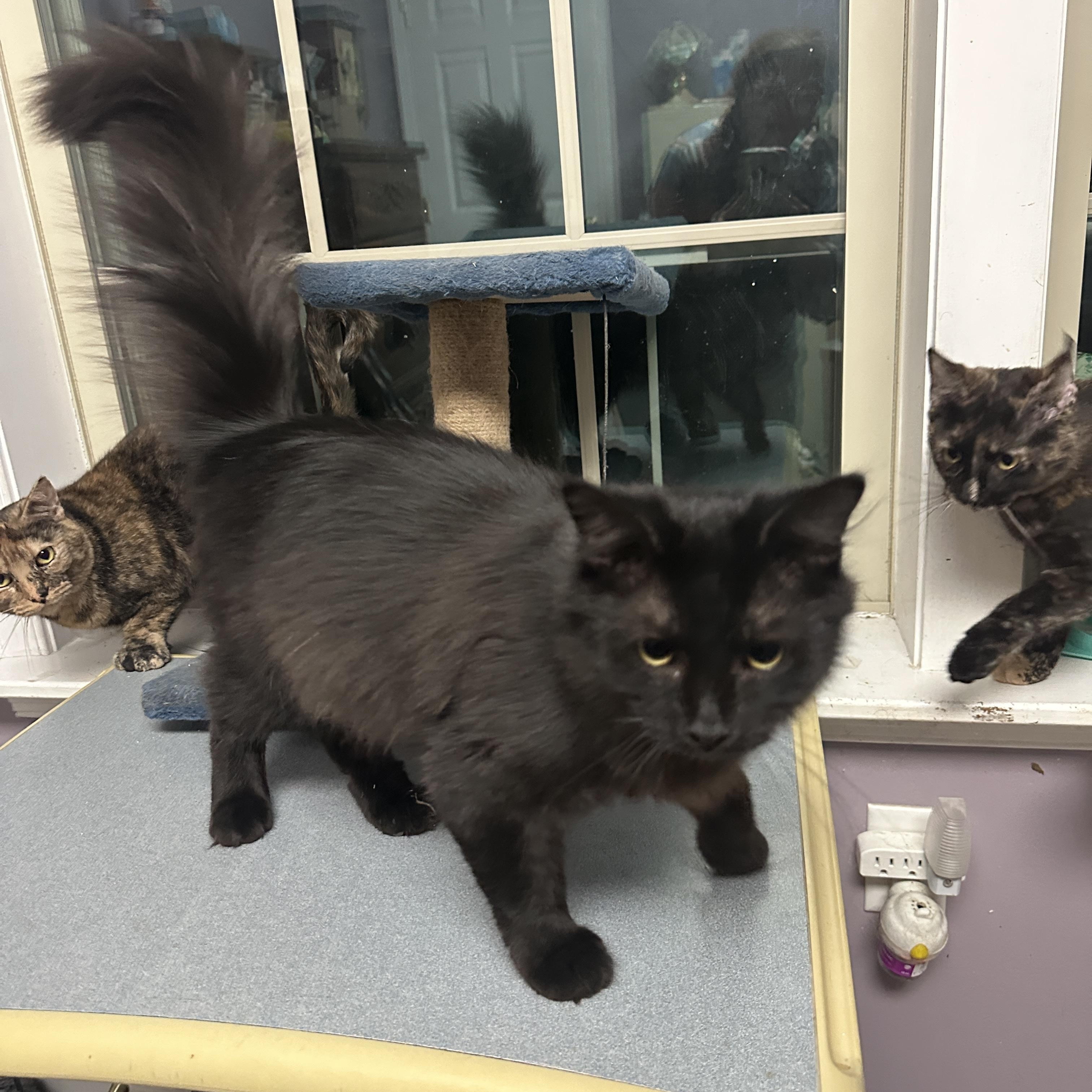 Jar (aka Fluffybutt), Adoptable, Kitten Male Domestic Long Hair.