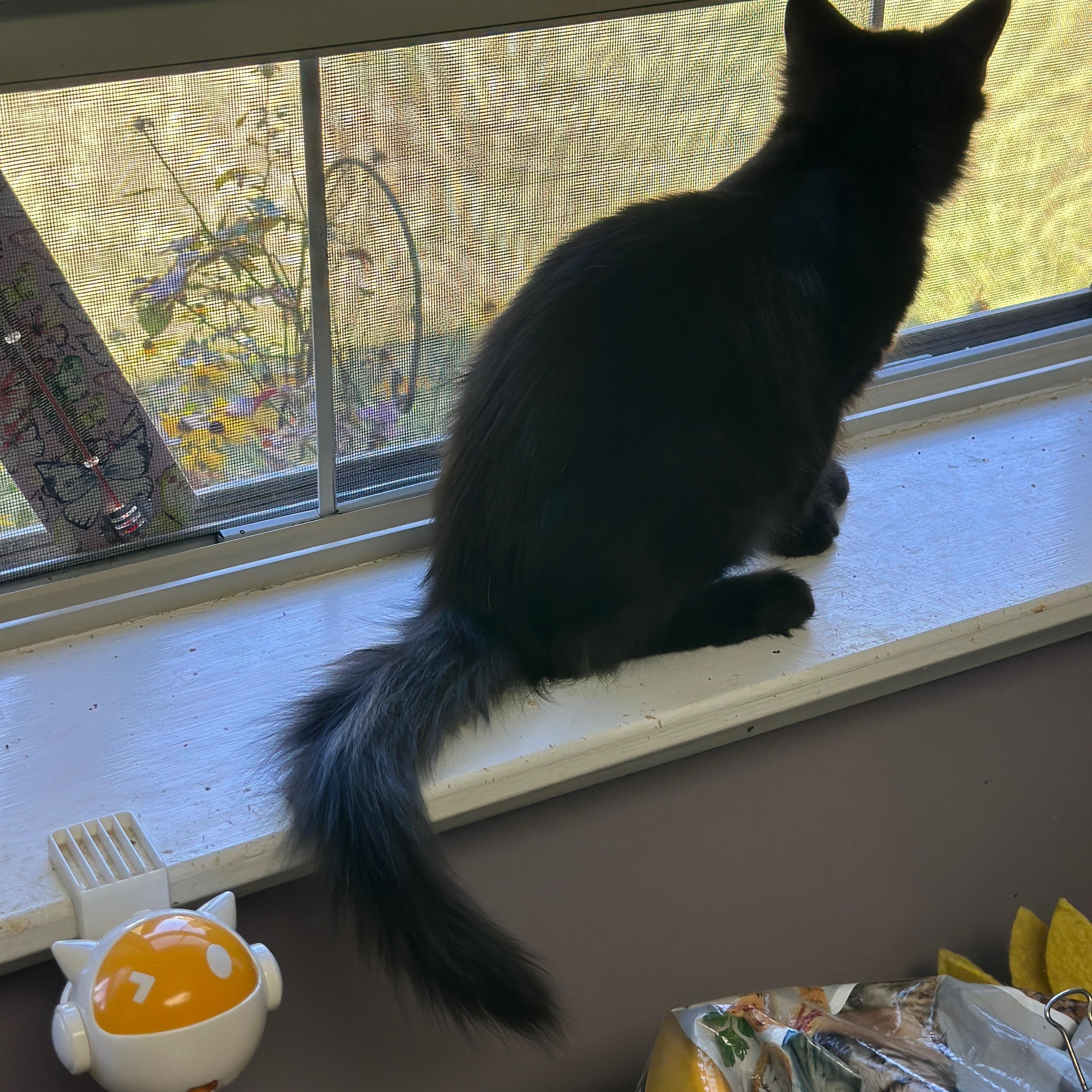 Enlarge Jar (aka Fluffybutt), a Adoptable Domestic Long Hair in Leesburg, VA image 2/6