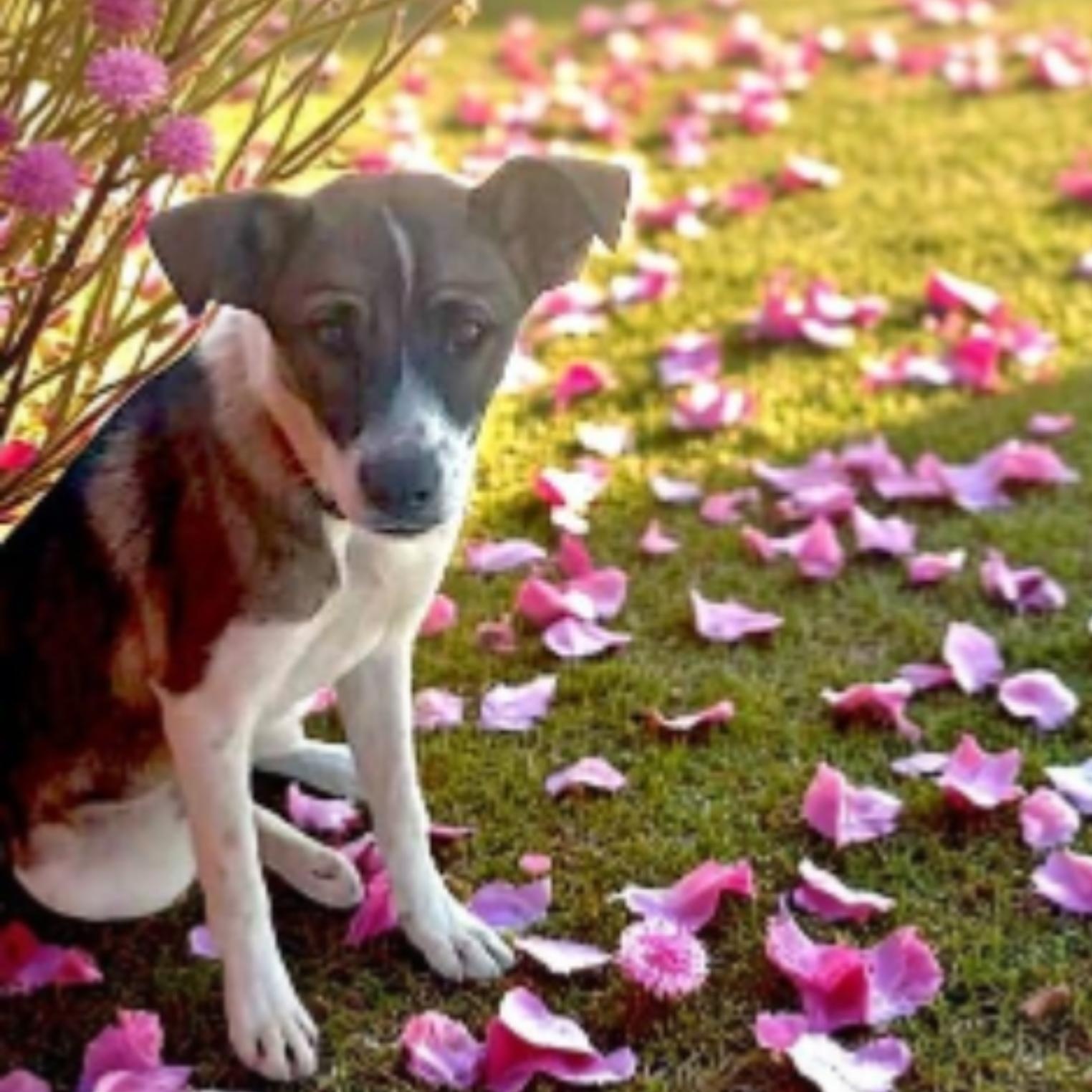 Enlarge Laysha, a ADOPTABLE mixed breed in Encinitas, CA image 1/1