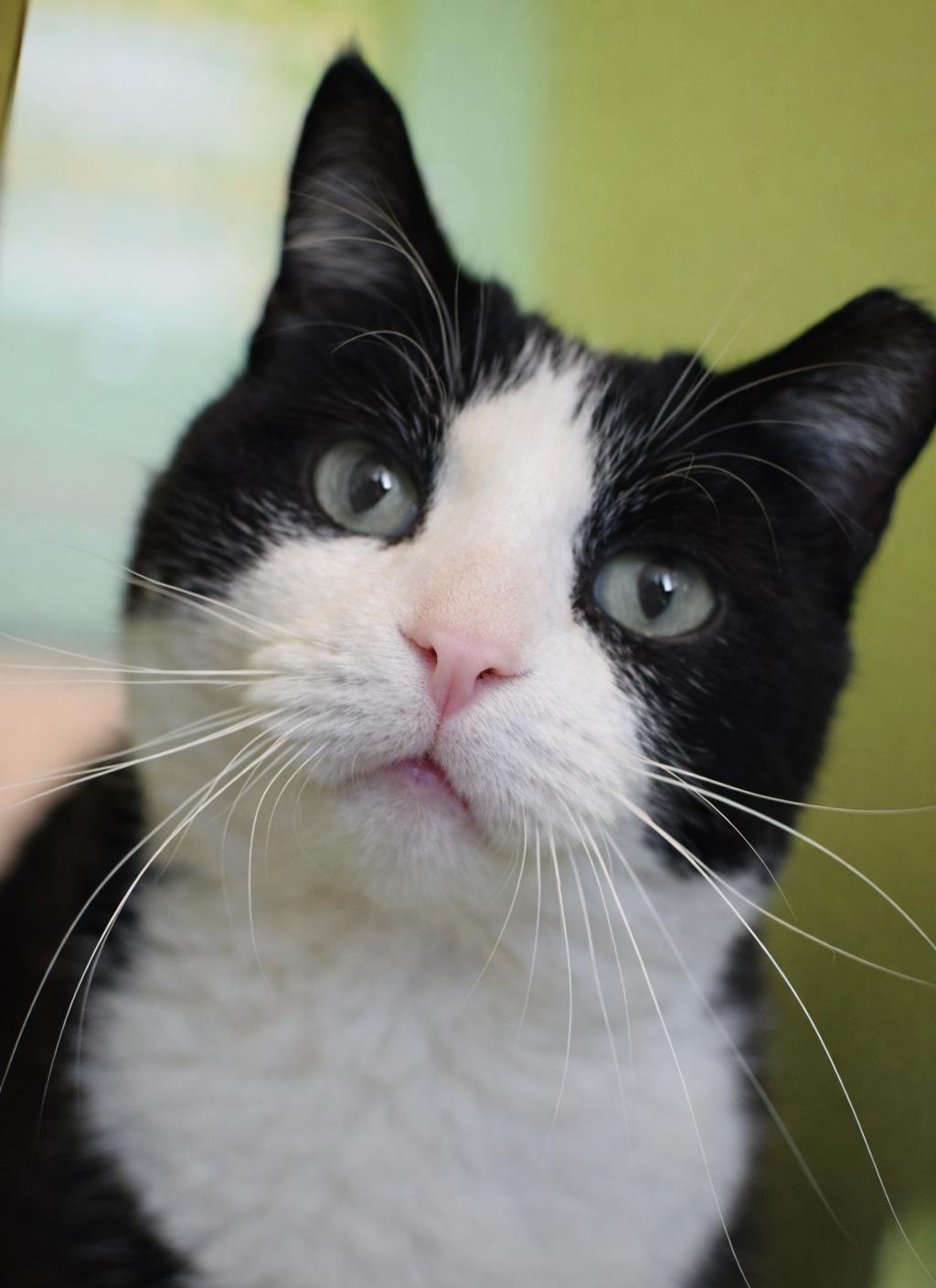 Mailman, ADOPTABLE, Adult Male American Shorthair.