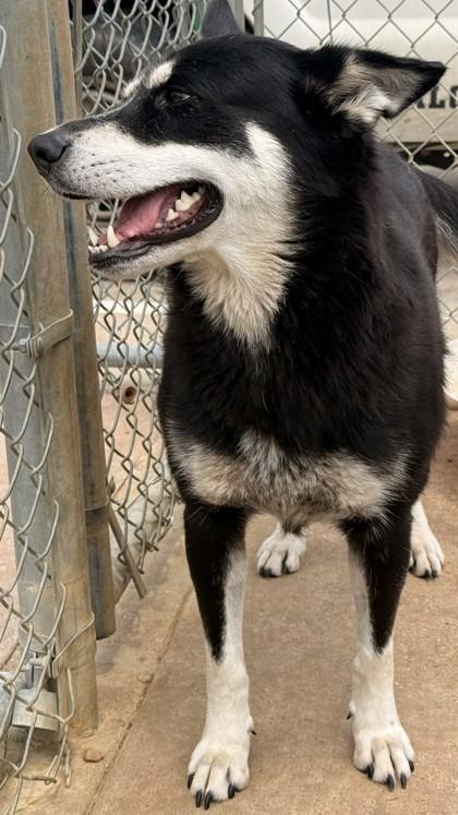 Arwen, a Adoptable mixed breed in Balch Springs, TX image 2/3