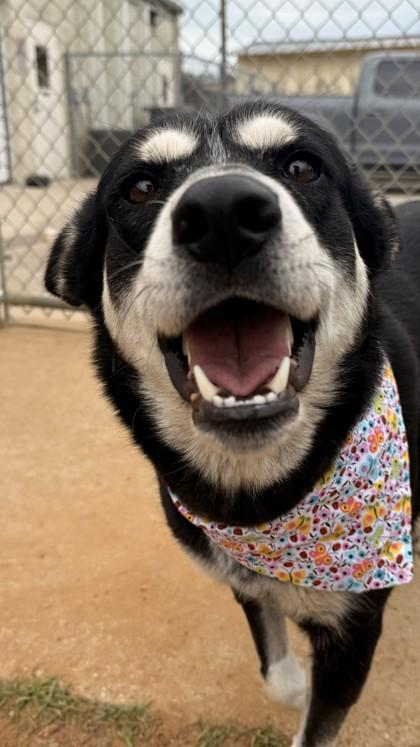 Arwen, Adoptable, Adult Female Husky & Mixed Breed.