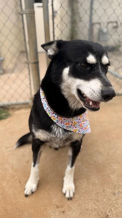 Arwen, a Adoptable mixed breed in Balch Springs, TX image 2/3