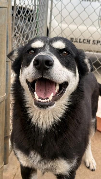 Arwen, a Adoptable mixed breed in Balch Springs, TX image 3/3