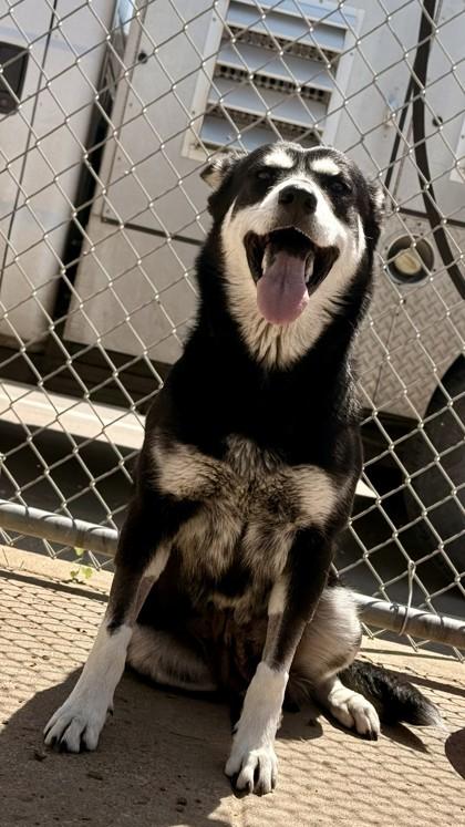 Arwen, a Adoptable mixed breed in Balch Springs, TX image 3/3