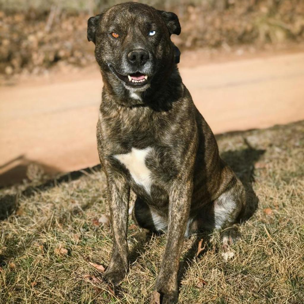 Ward, Adoptable, Senior Male Shepherd.
