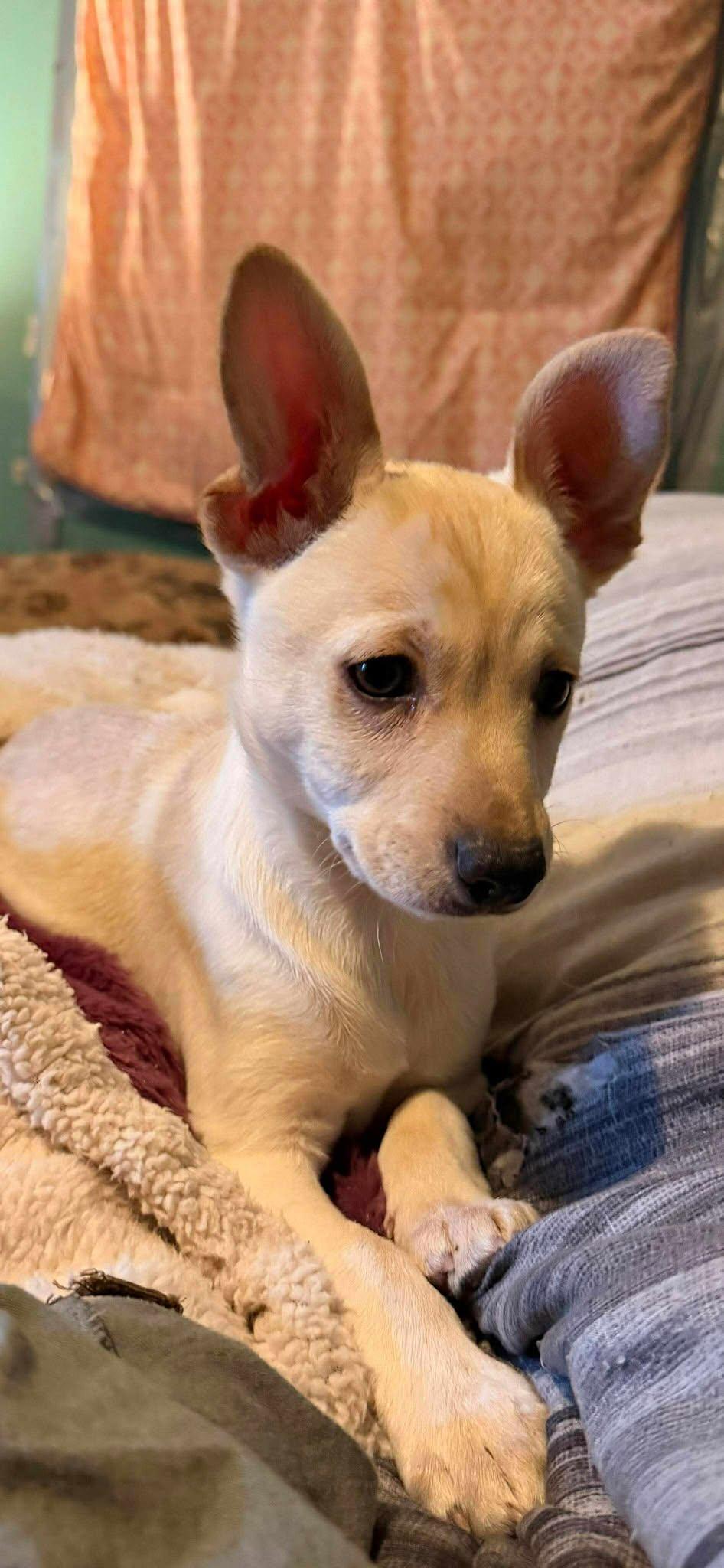 demi, ADOPTABLE, Puppy Female Chihuahua.