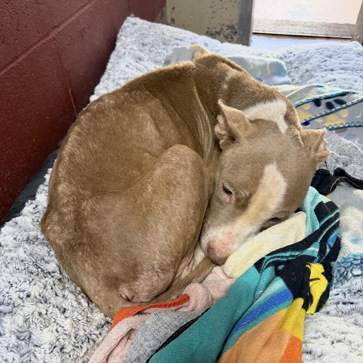 Enlarge Hope 11900, a Adoptable mixed breed in Elberton, GA image 2/5