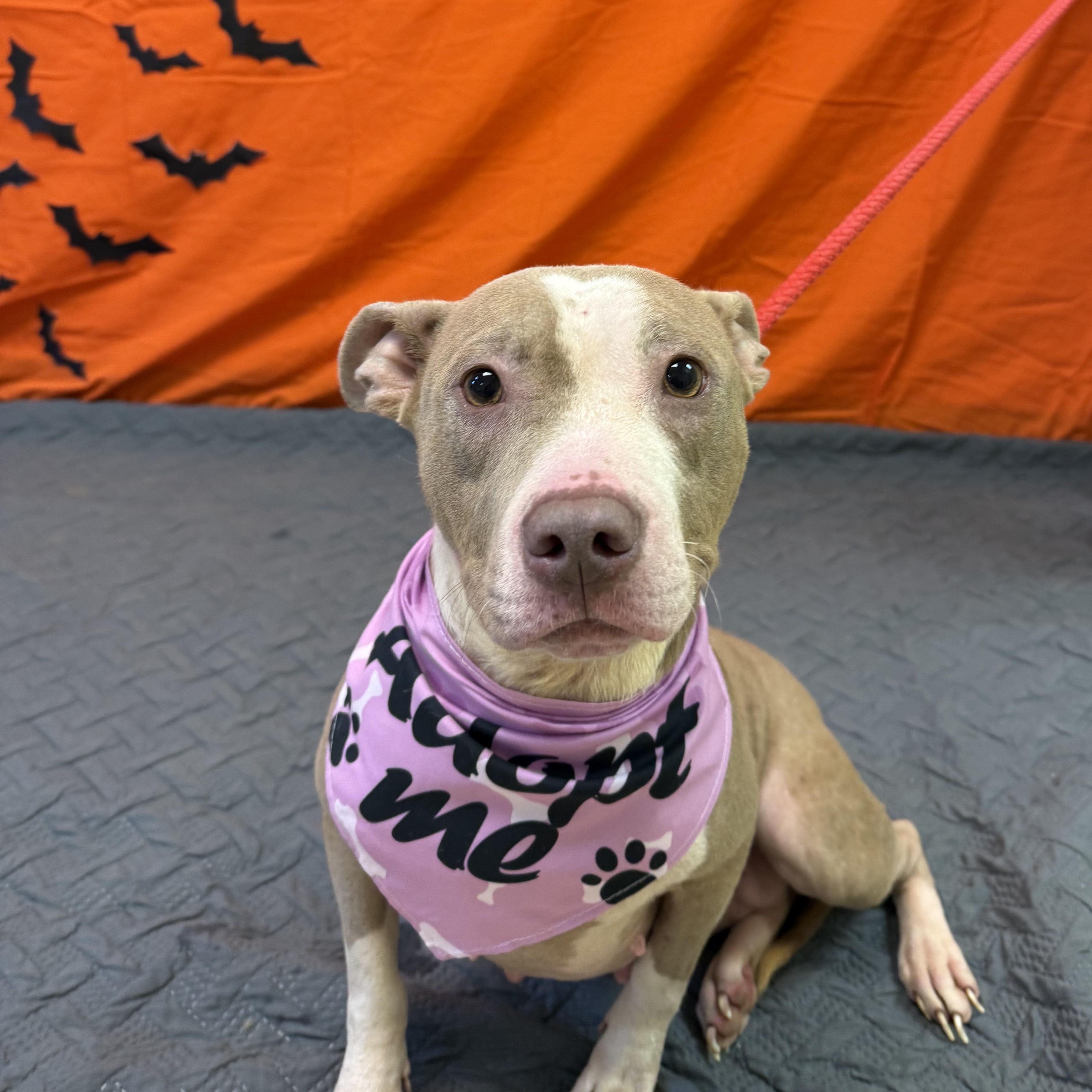 Enlarge Hope 11900, a Adoptable mixed breed in Elberton, GA image 4/5