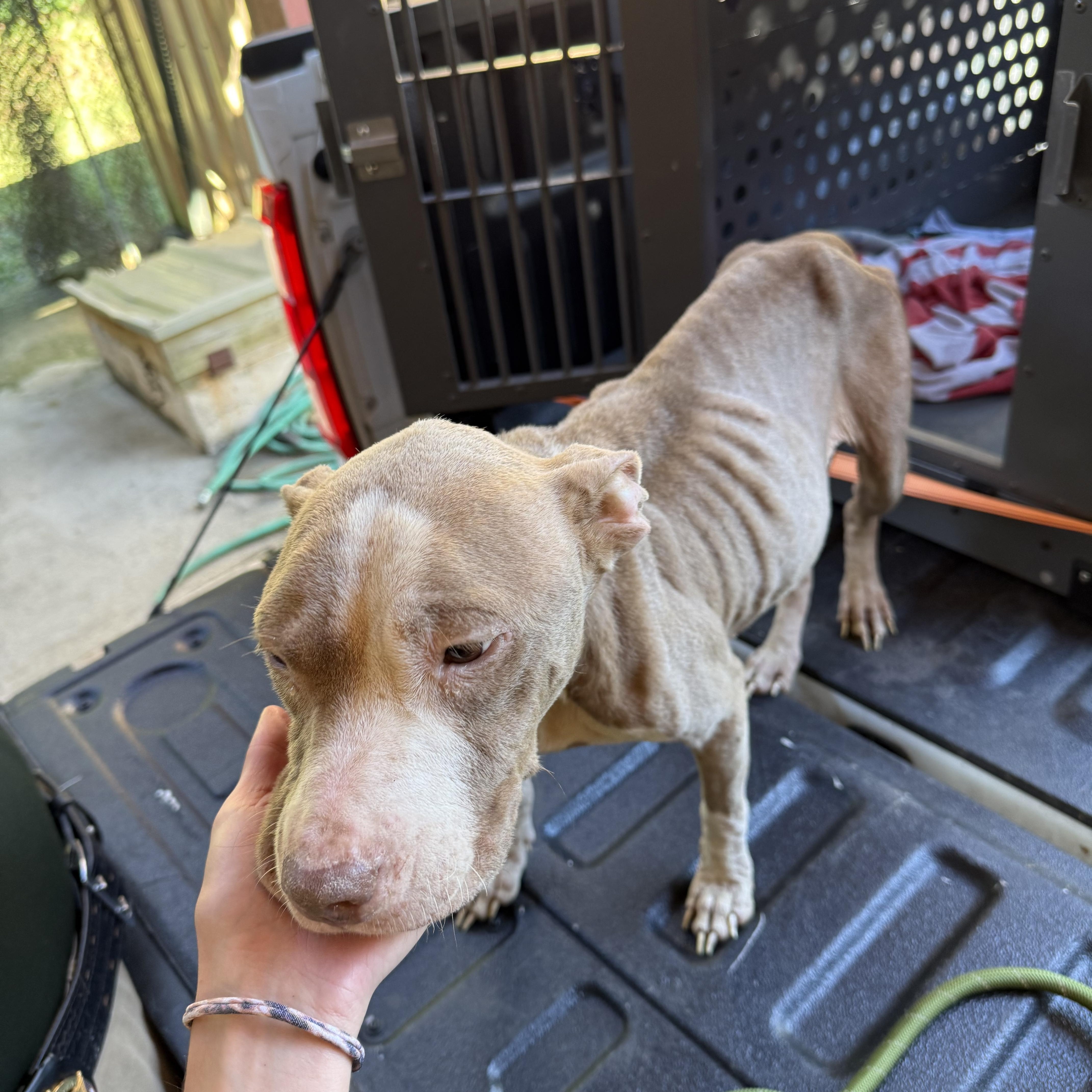 Hope 11900, Adoptable, Young Female Pit Bull Terrier.