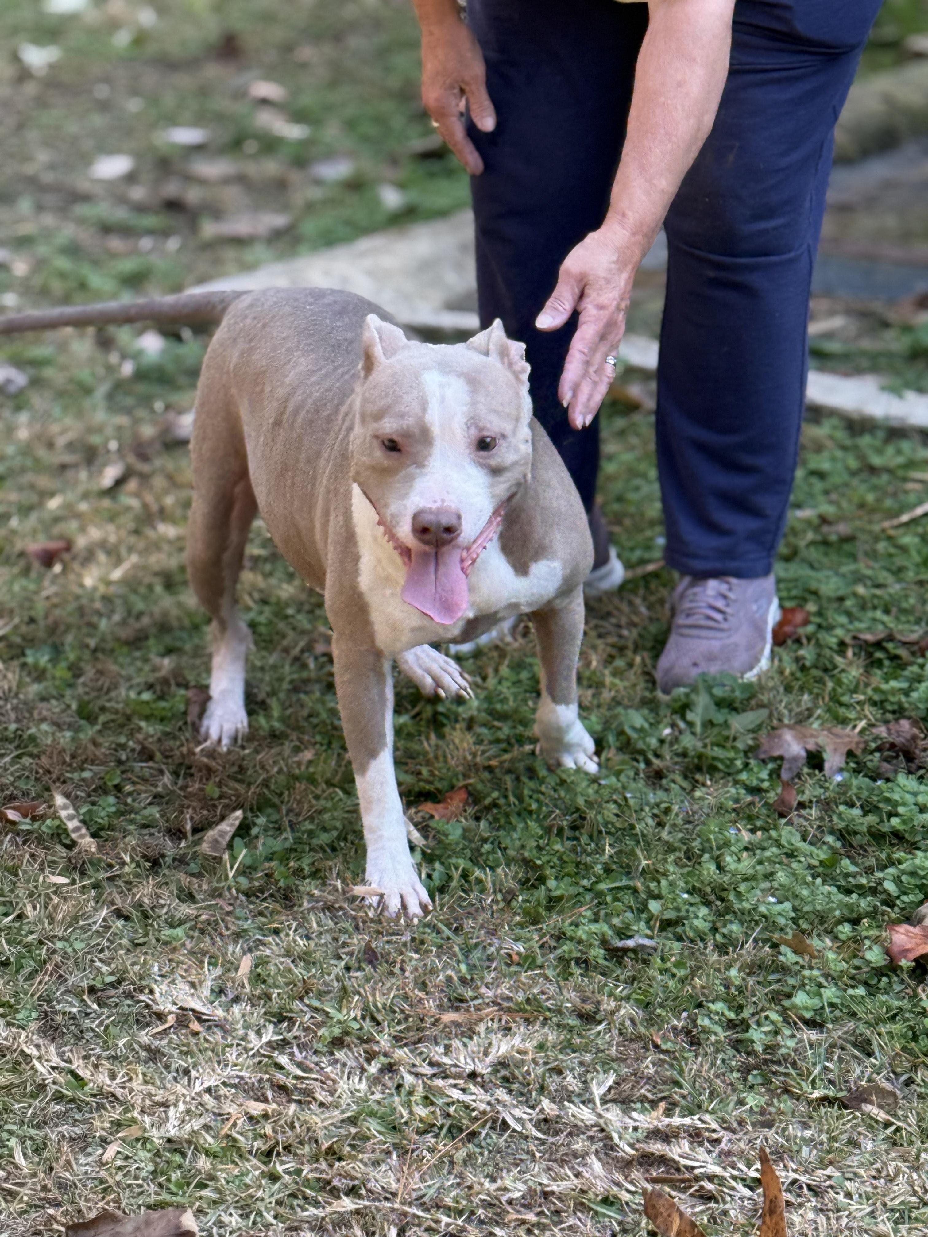 Enlarge Hope 11900, a Adoptable mixed breed in Elberton, GA image 2/5