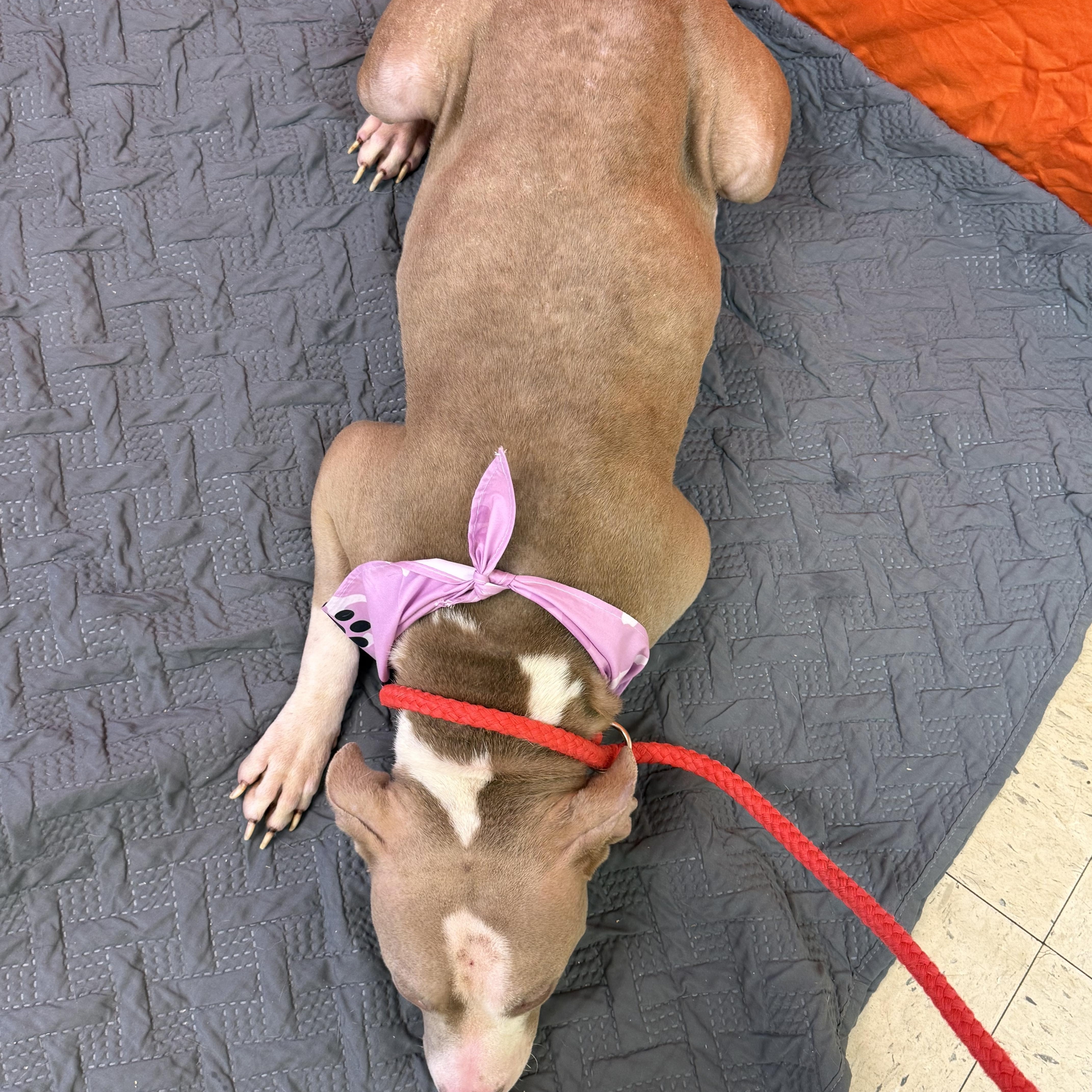 Enlarge Hope 11900, a Adoptable mixed breed in Elberton, GA image 5/5