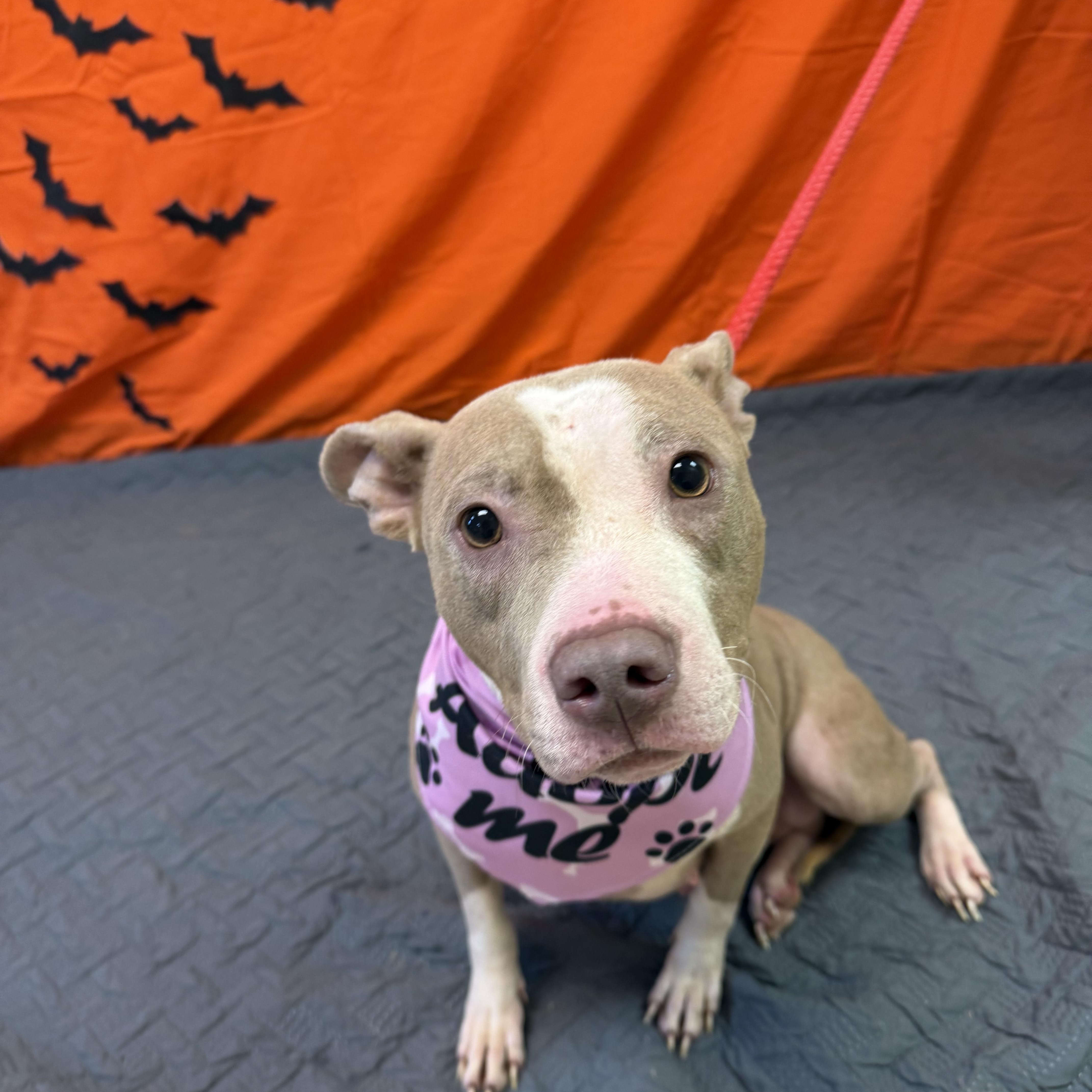 Enlarge Hope 11900, a Adoptable mixed breed in Elberton, GA image 3/5