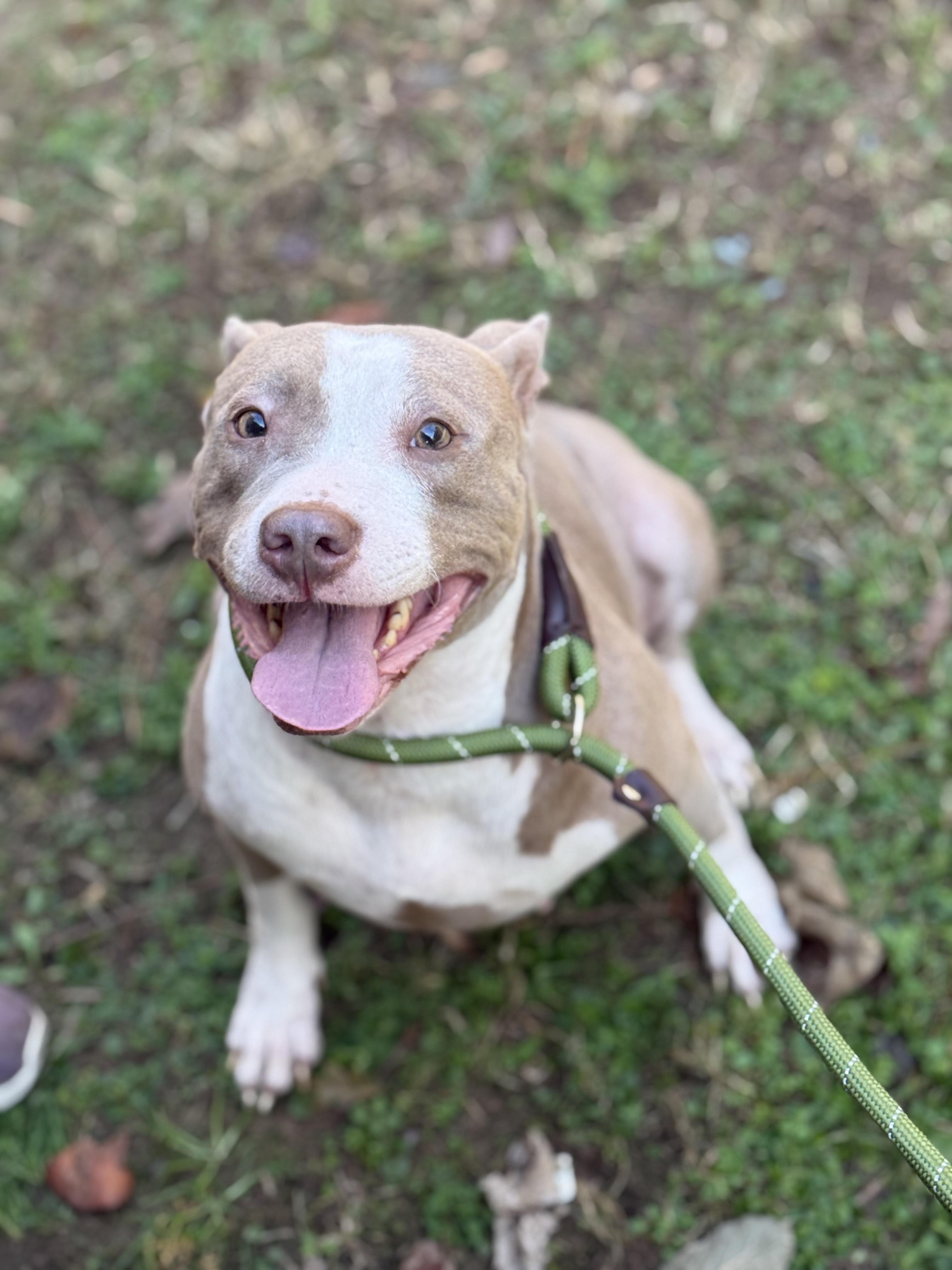 Hope 11900, Adoptable, Young Female Pit Bull Terrier.