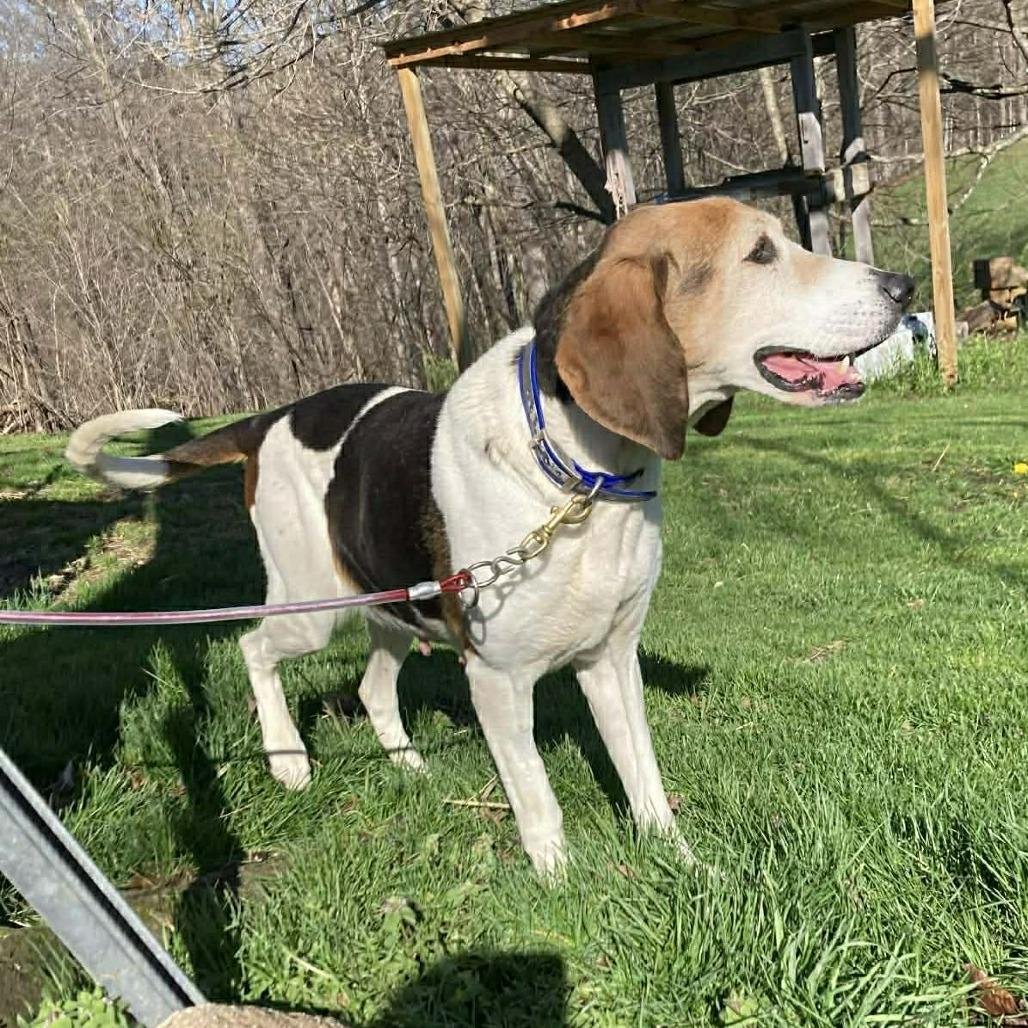 Gypsy - ASAP foster, a Adoptable Mixed Breed in Huntington, WV image 1/6