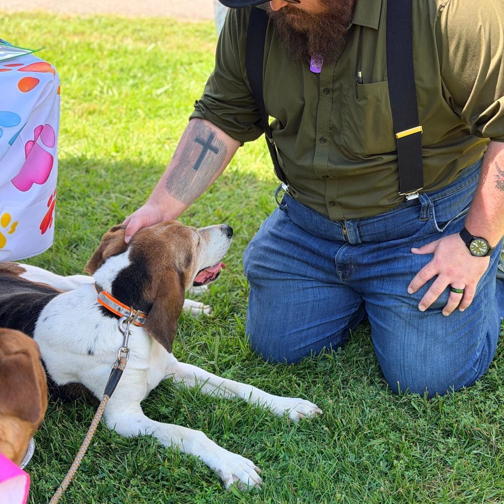 Gypsy - ASAP foster, a Adoptable Mixed Breed in Huntington, WV image 4/6