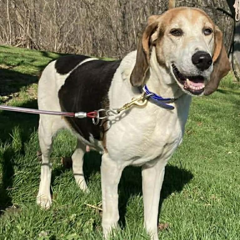 Gypsy - ASAP foster, a Adoptable Mixed Breed in Huntington, WV image 5/6