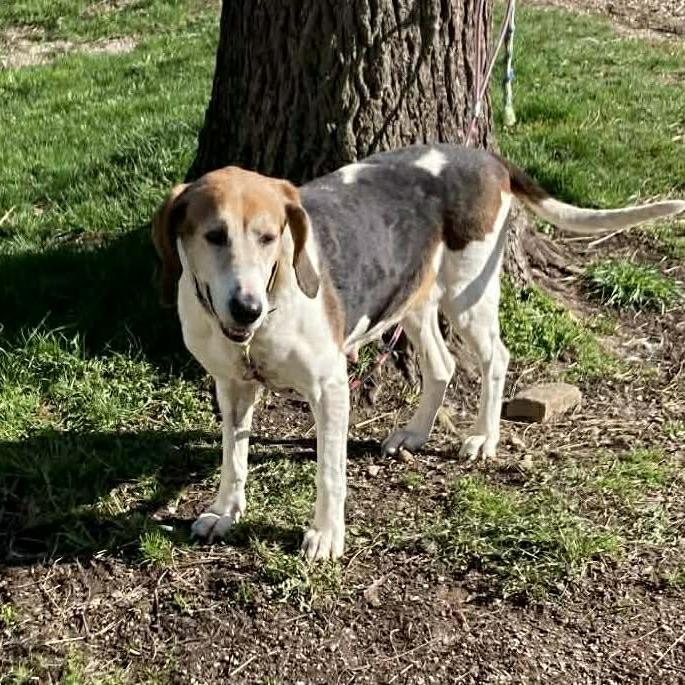 Gypsy - ASAP foster, a Adoptable Mixed Breed in Huntington, WV image 6/6