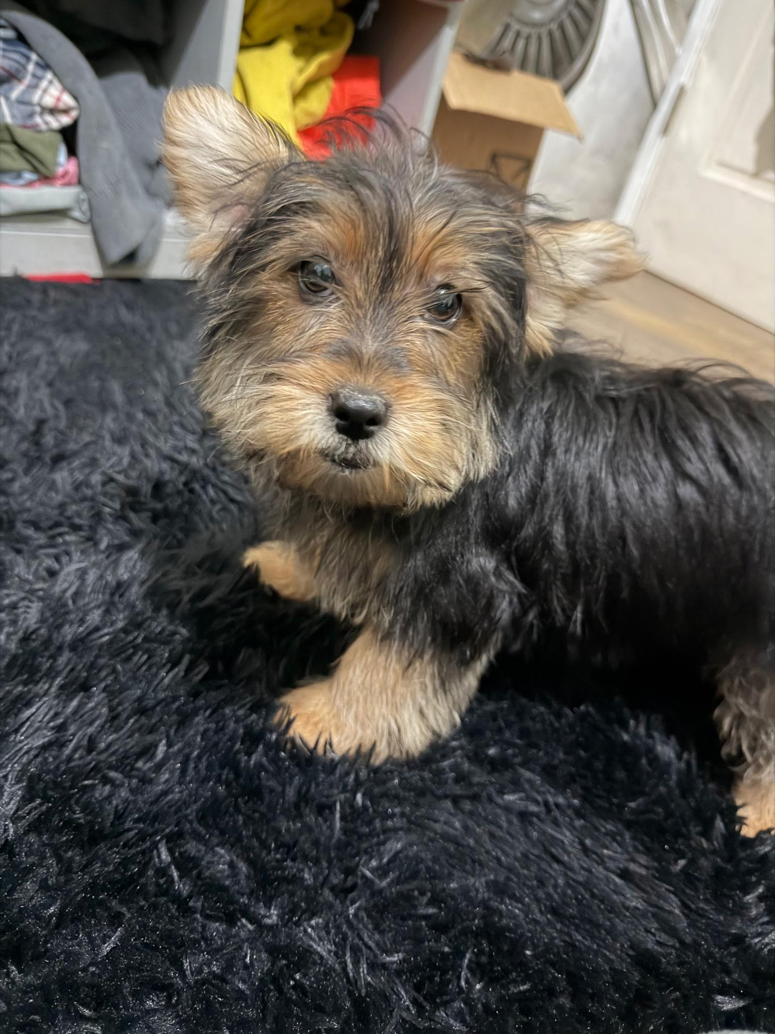 Enlarge Evan, a ADOPTABLE mixed breed in Kimball, MI image 2/2