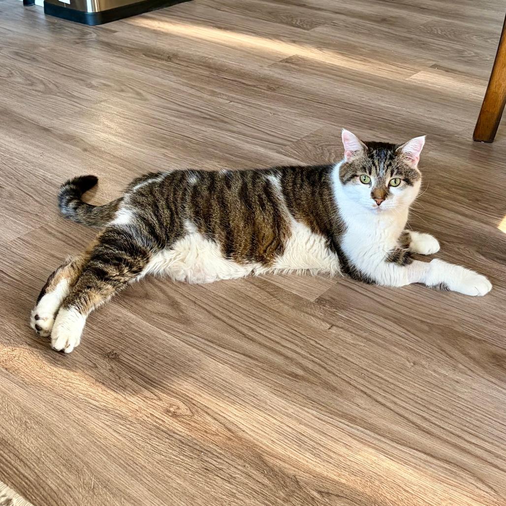 Patches, a Adoptable Domestic Short Hair in Naperville, IL image 1/5