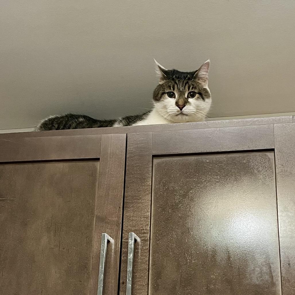 Patches, a Adoptable Domestic Short Hair in Naperville, IL image 2/5