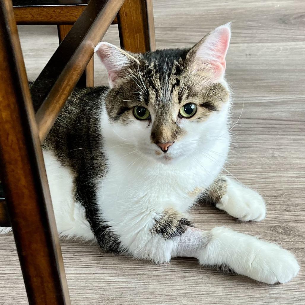 Patches, a Adoptable Domestic Short Hair in Naperville, IL image 3/5