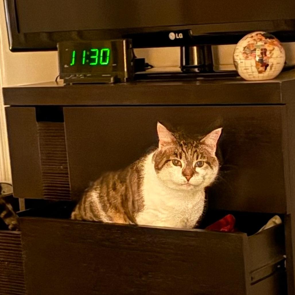Patches, a Adoptable Domestic Short Hair in Naperville, IL image 4/5