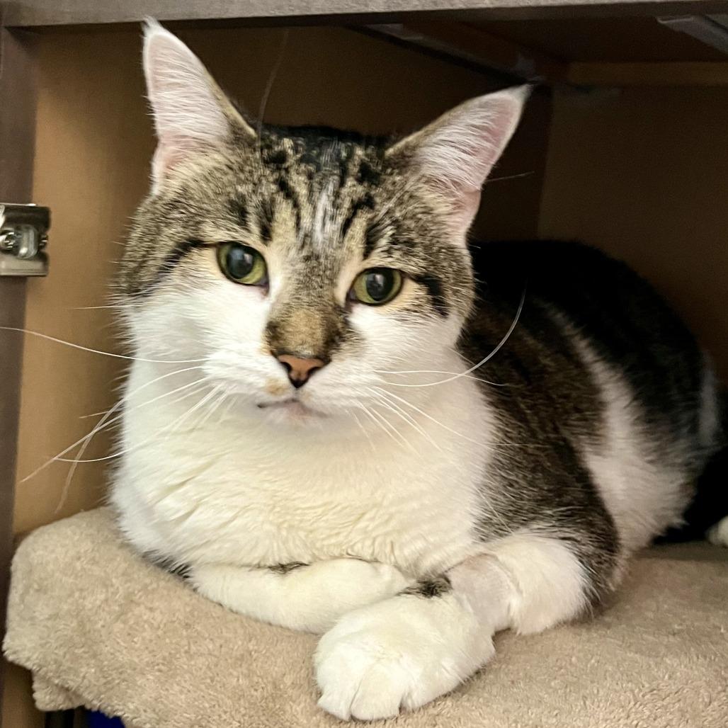 Patches, a Adoptable Domestic Short Hair in Naperville, IL image 5/5