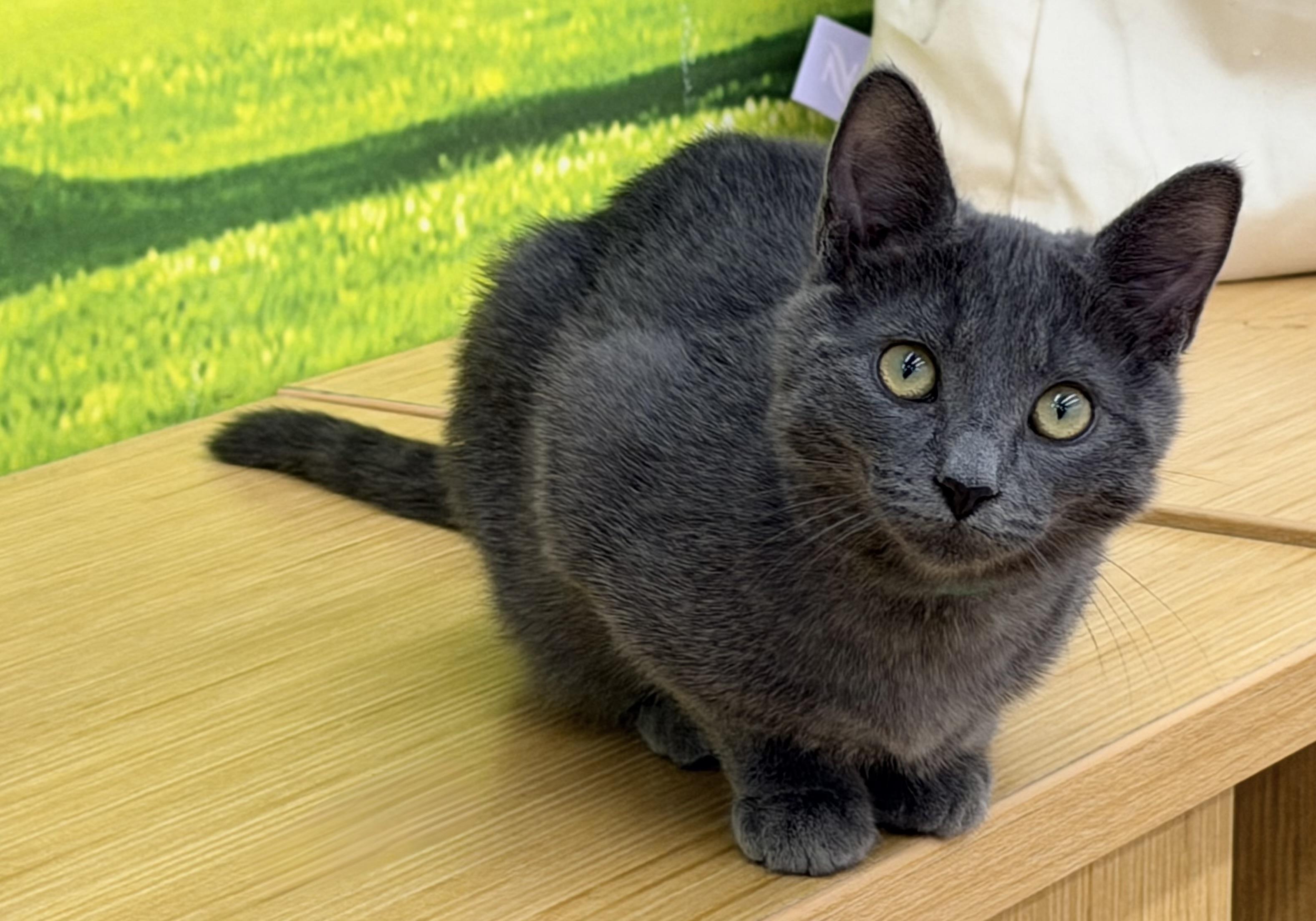 Enlarge Grayson, an adoptable mixed breed in Gilroy, CA image 1/3