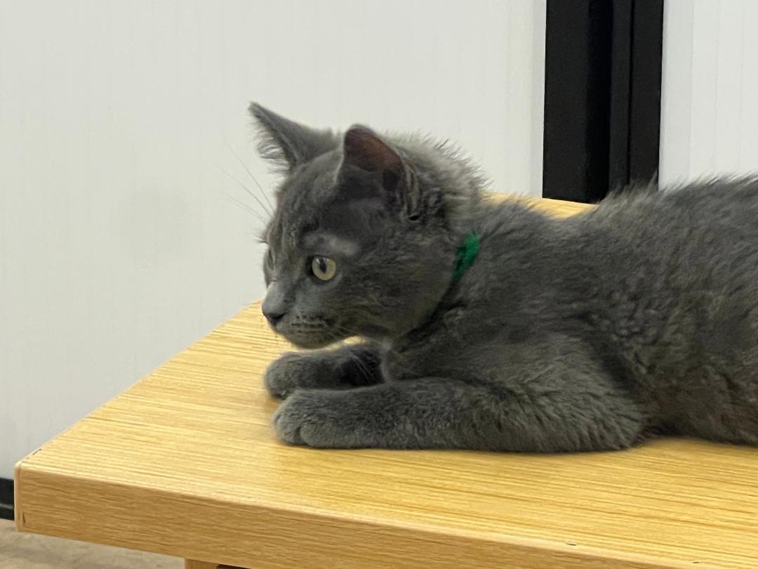 Grayson, adoptable, Young Male Russian Blue.