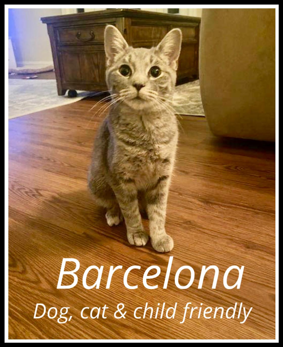 Barcelona, Willow Grove Area (FCID 9/05/25-102) DC
