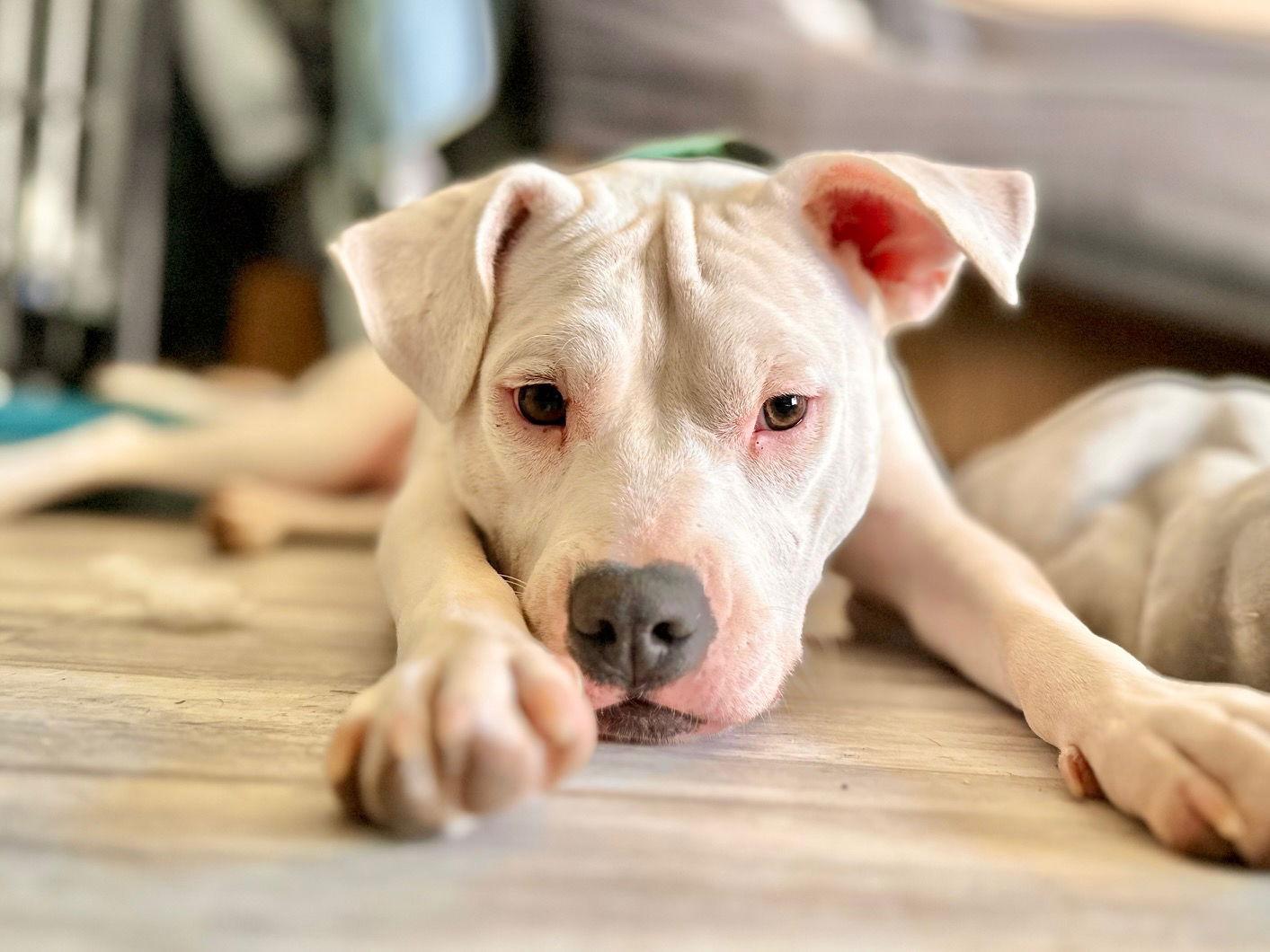 Enlarge Gwen, a Adoptable Pit Bull Terrier in Tucson, AZ image 1/3