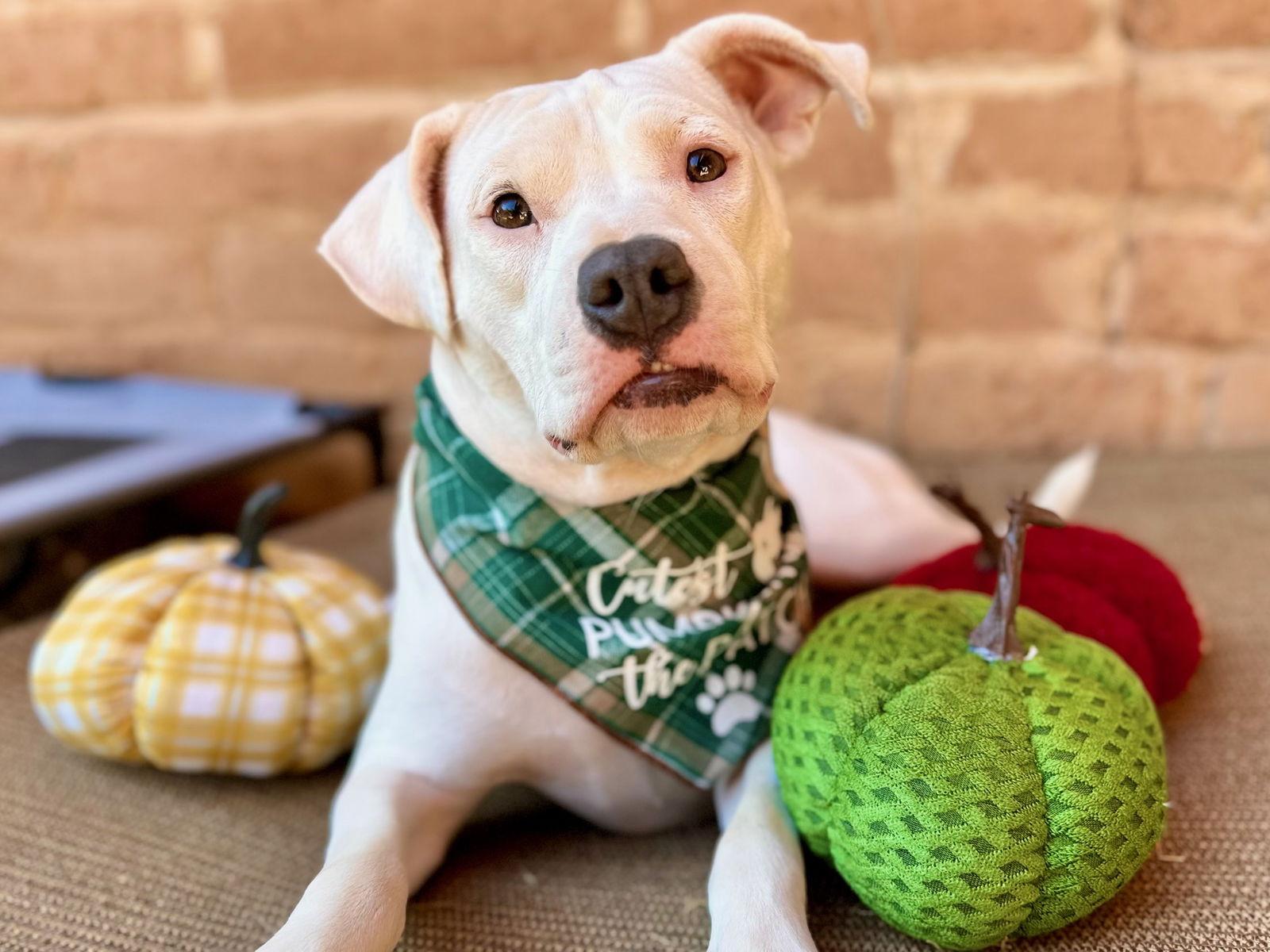 Enlarge Gwen, a Adoptable Pit Bull Terrier in Tucson, AZ image 2/3