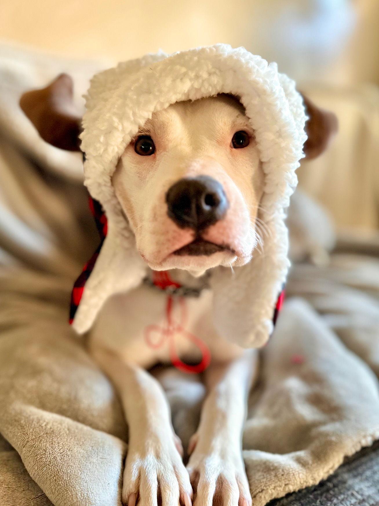 Enlarge Gwen, a Adoptable Pit Bull Terrier in Tucson, AZ image 3/3