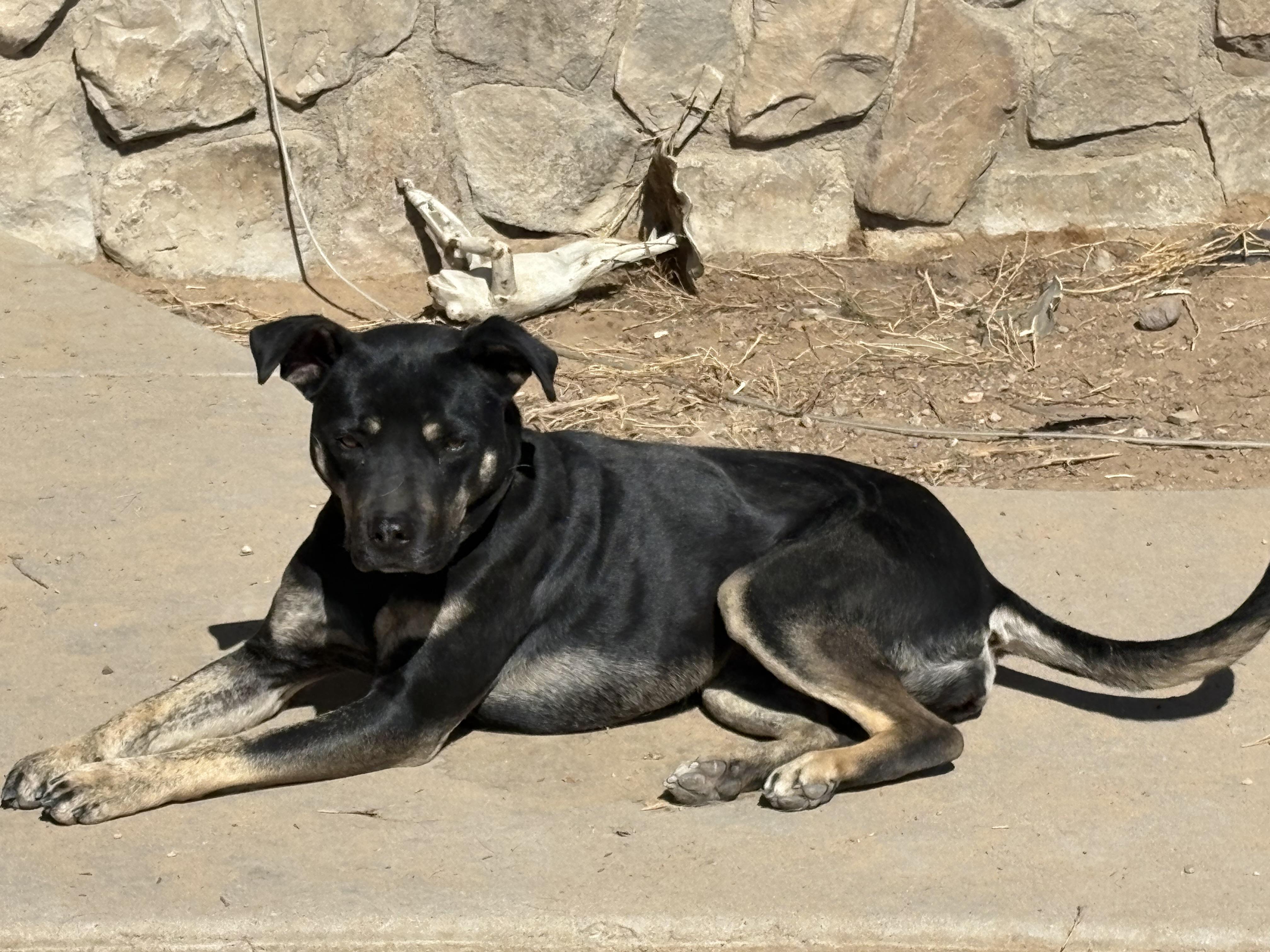 Enlarge Hiltie, a Adoptable Mixed Breed in Cheyenne, WY image 1/1