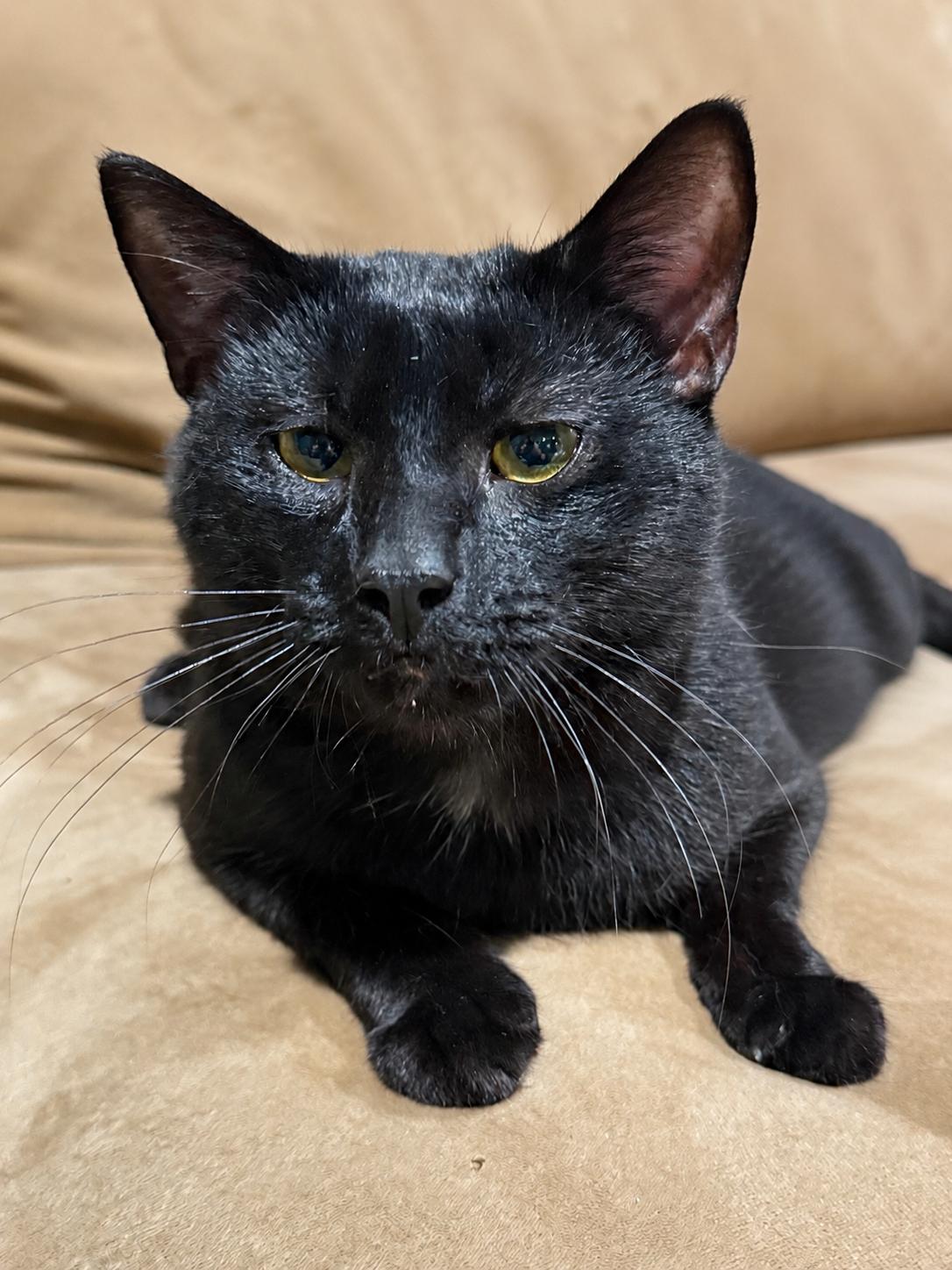 Enlarge Lucifer, a Adopted Bombay in East Derry, NH image 1/3