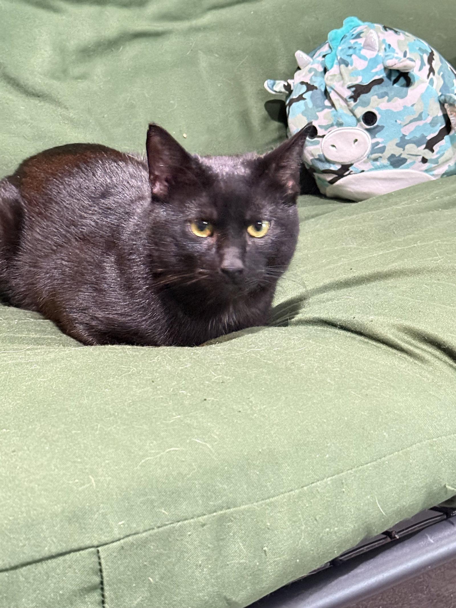 Enlarge Lucifer, a Adopted Bombay in East Derry, NH image 3/3