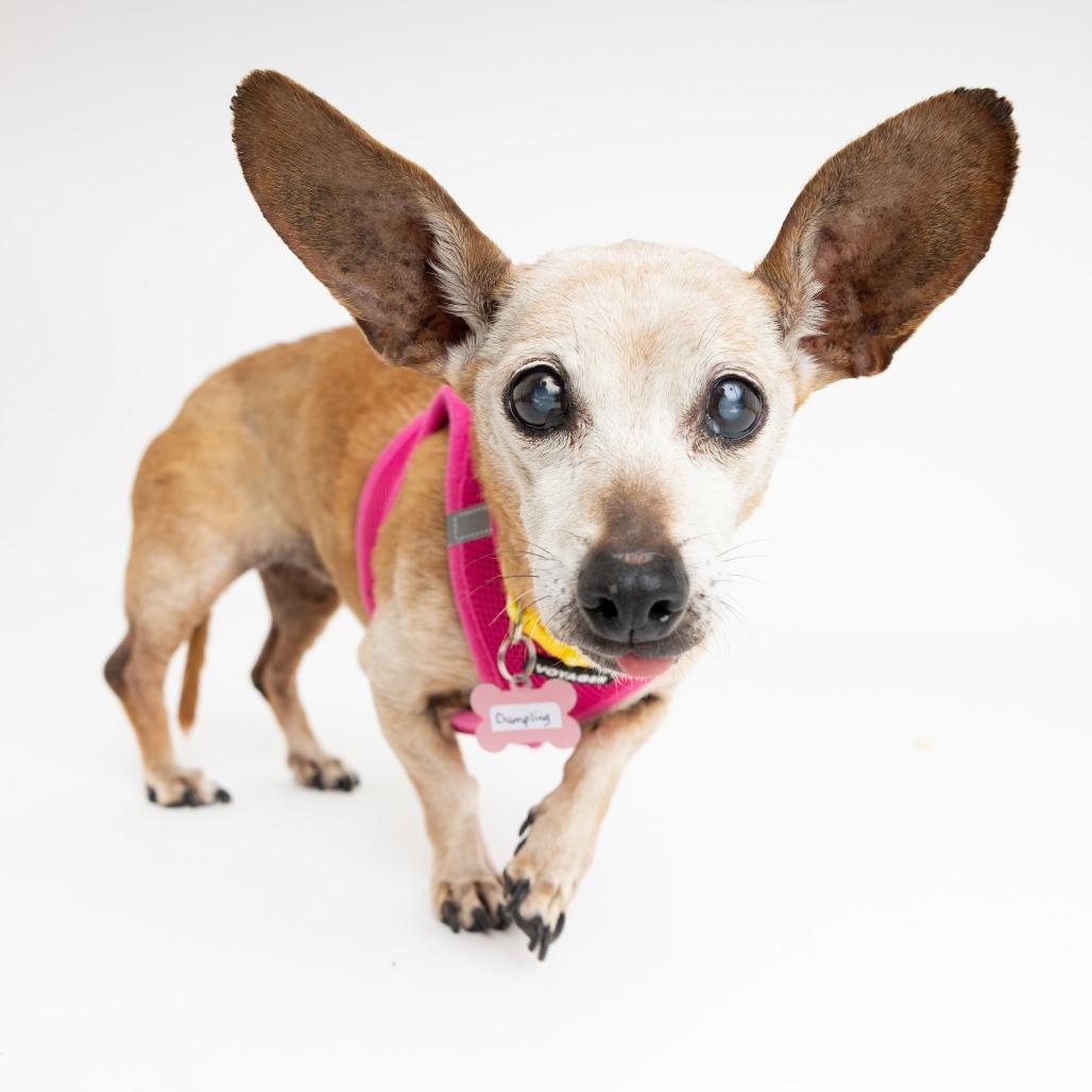 Dumpling 13824 — thumbnail 2