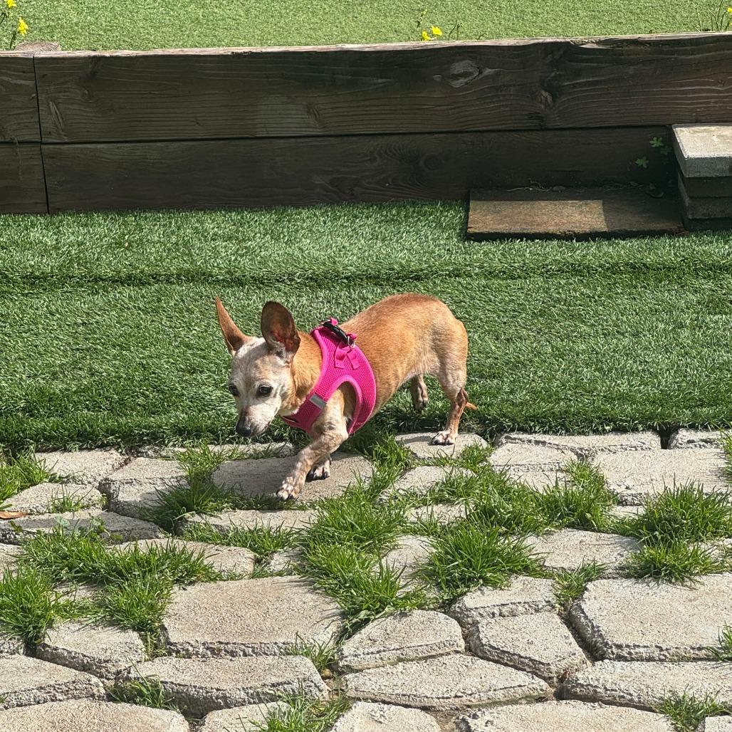 Dumpling 13824 — thumbnail 3