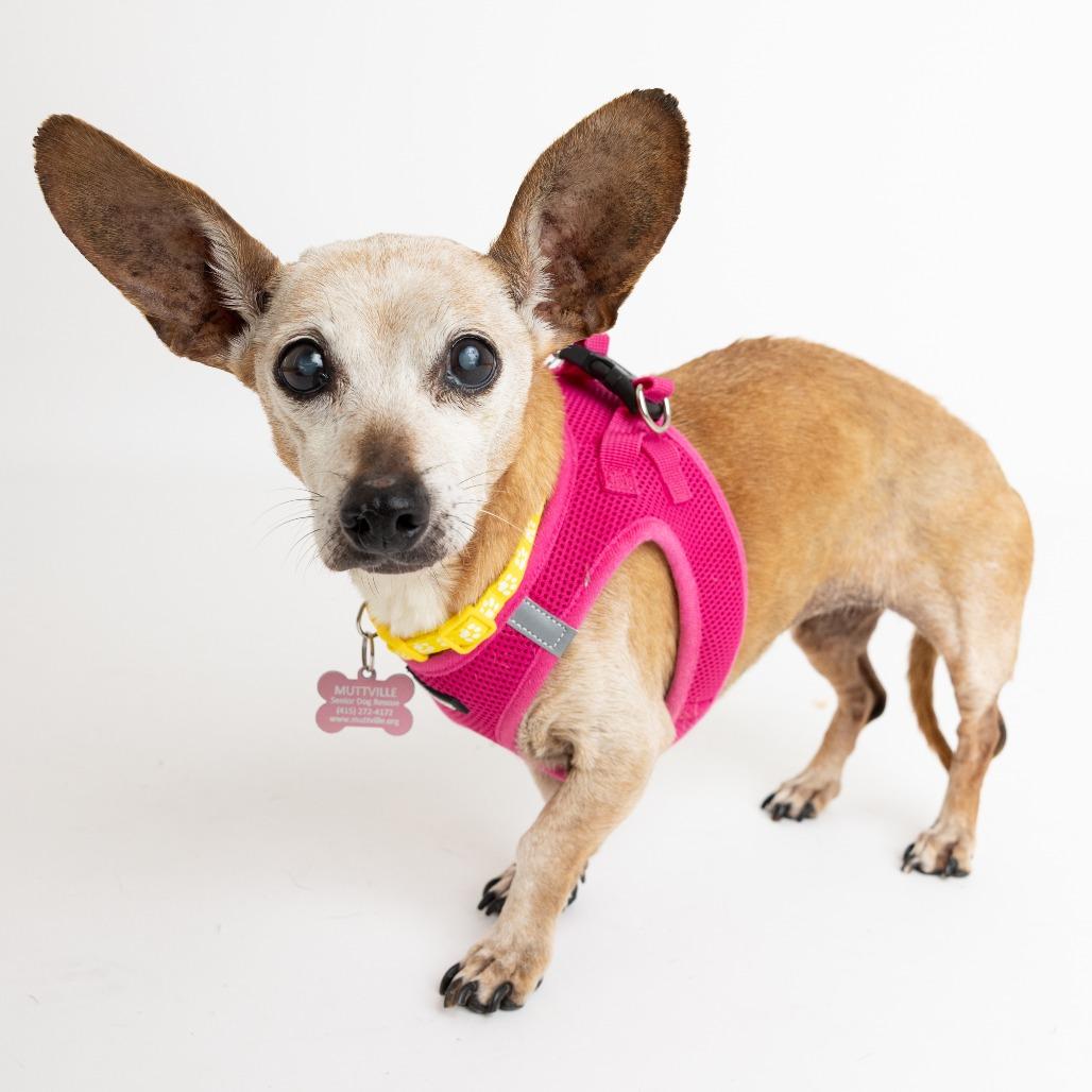 Dumpling 13824 — thumbnail 4