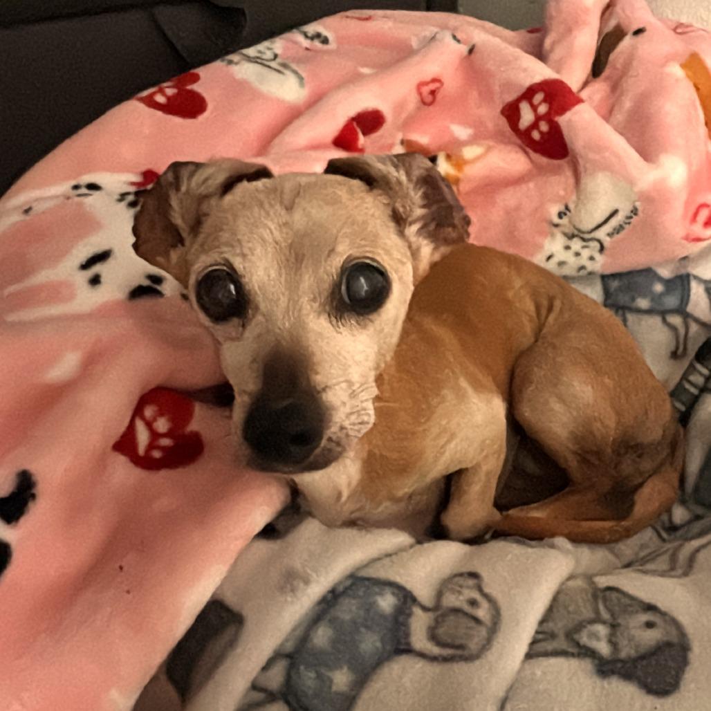 Dumpling 13824 — thumbnail 5