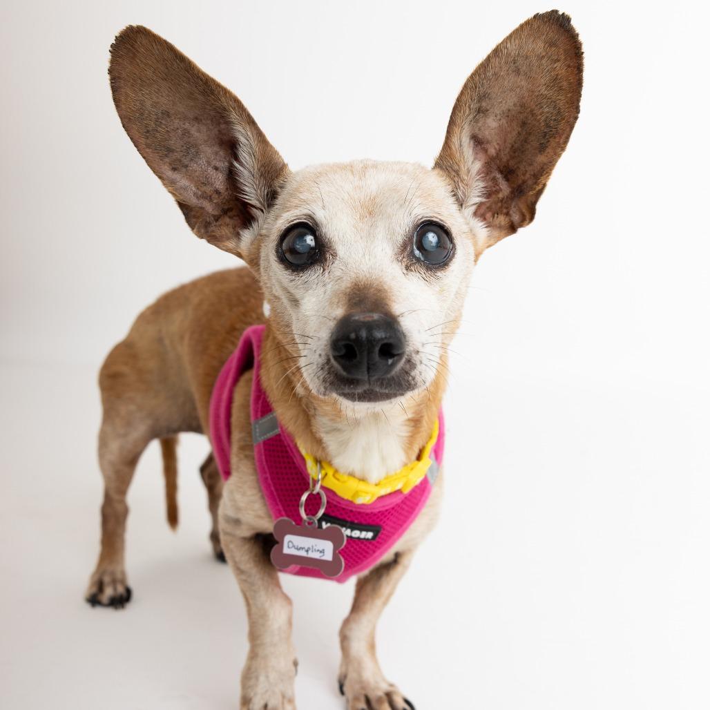 Dumpling 13824 — thumbnail 6