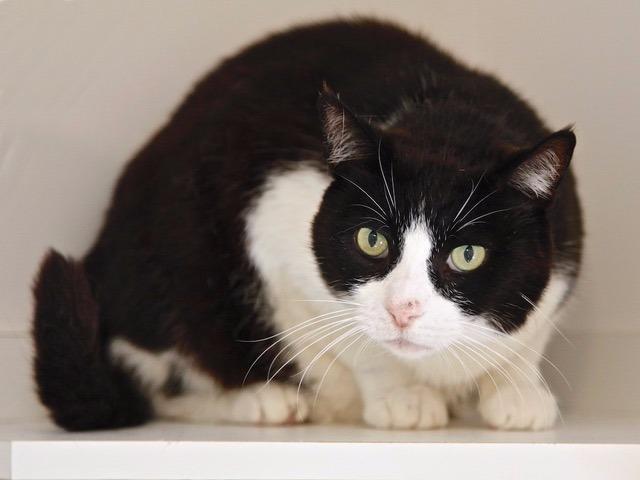 Enlarge Tibby, a Adopted mixed breed in Cambria, CA image 1/5